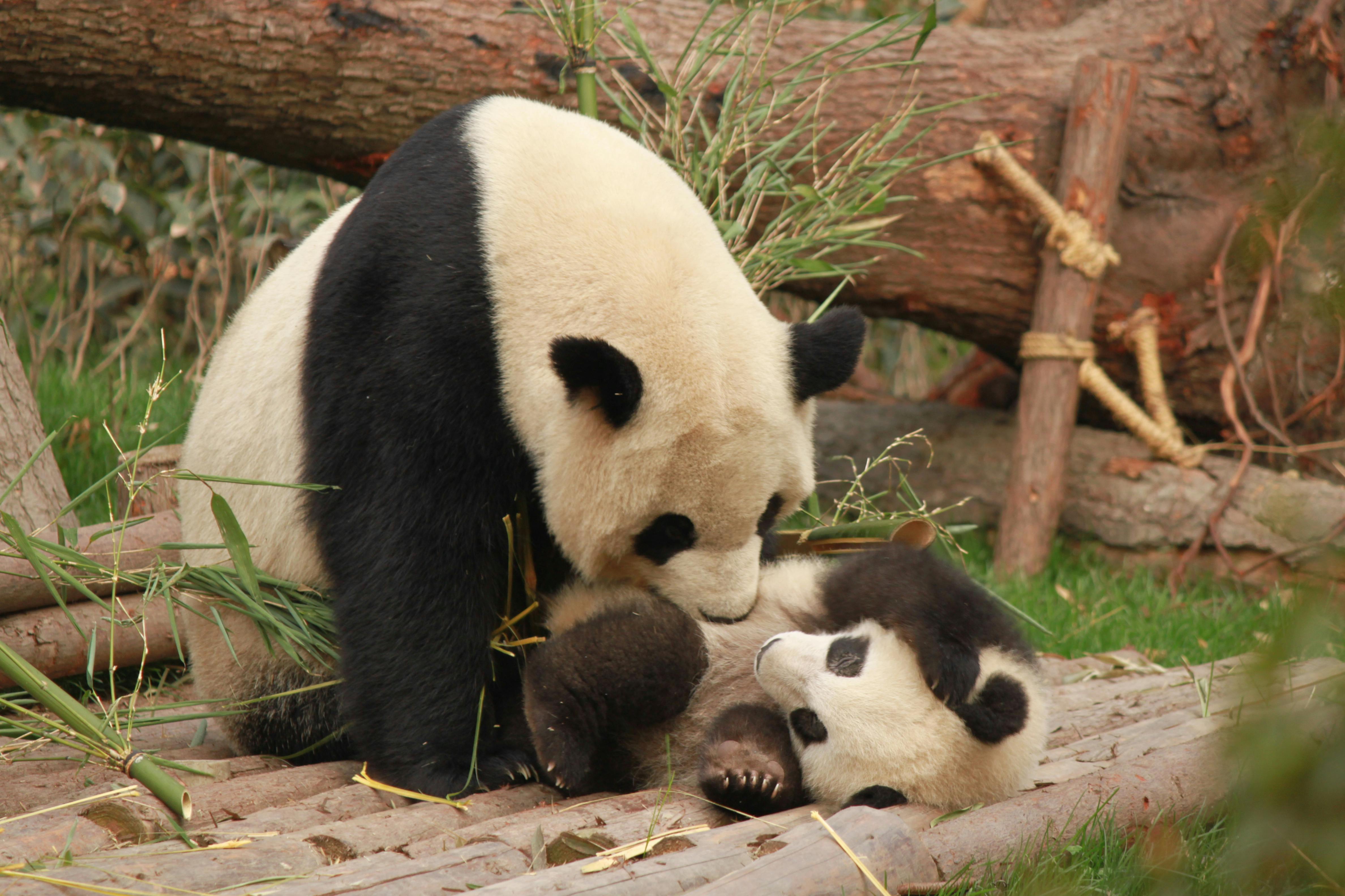 Photo of Panda and Cub Playing · Free