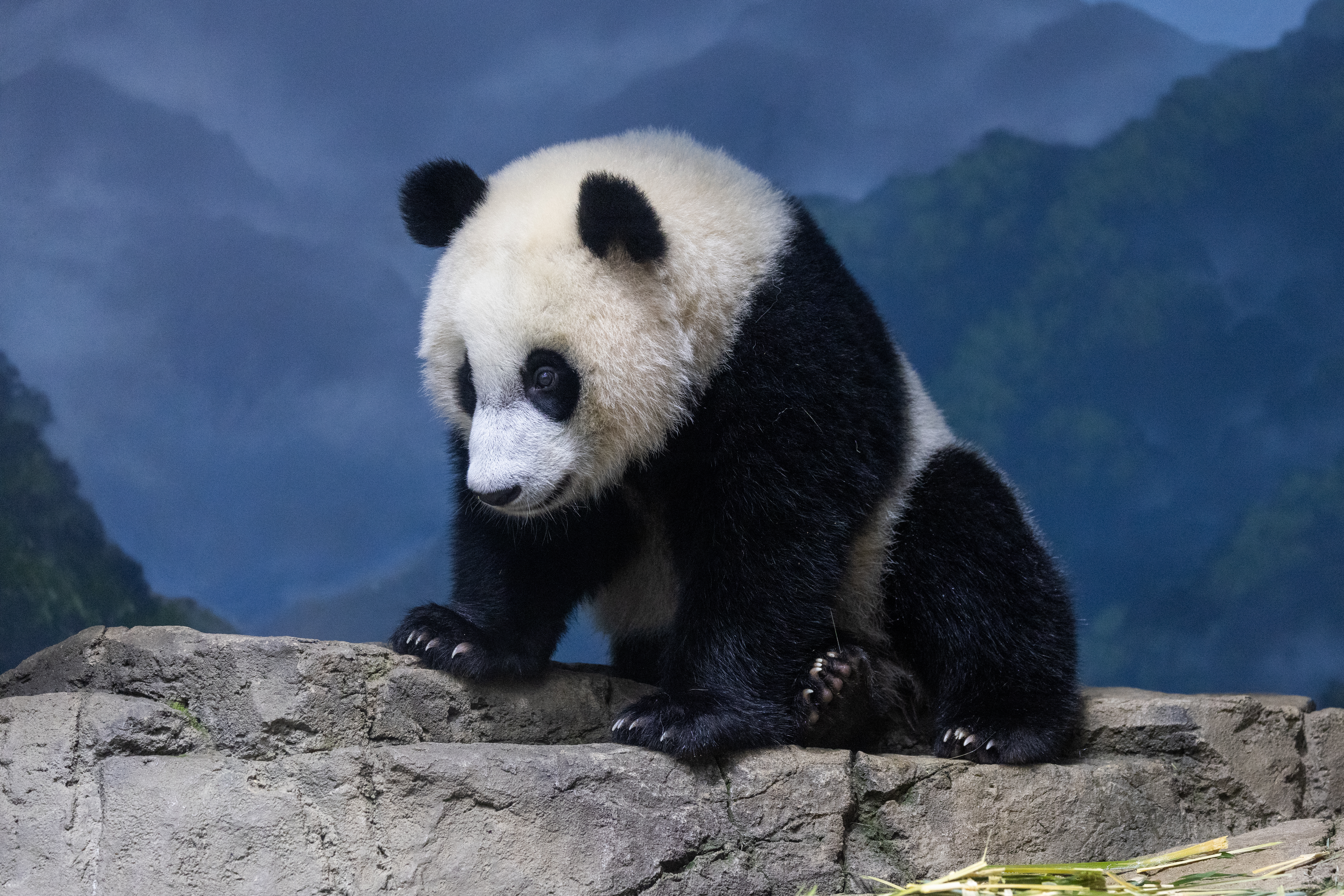 Giant Panda Cub Xiao Qi Ji Media Resources. Smithsonian's National Zoo and Conservation Biology Institute