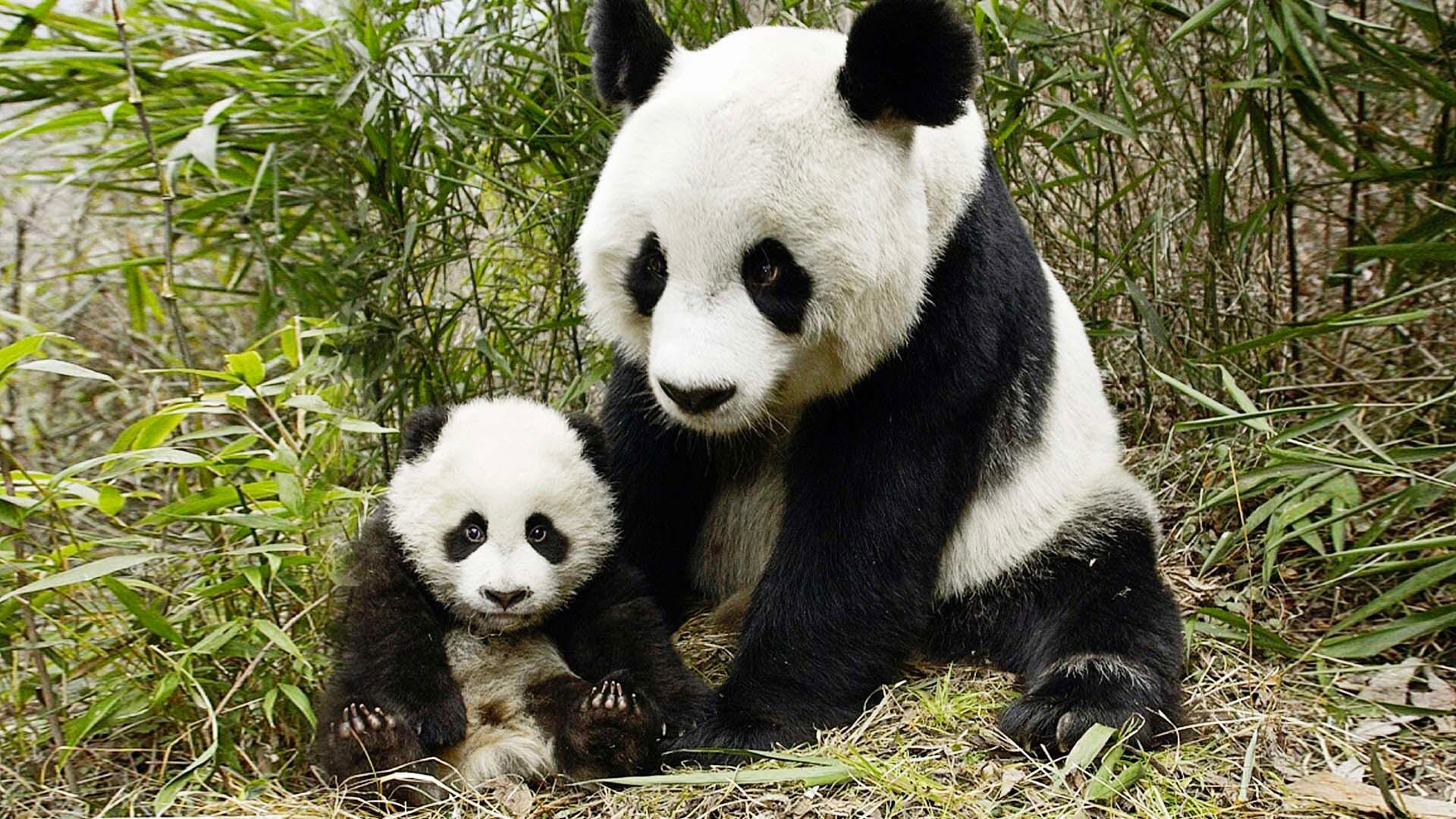 Adorable panda cub learns to climb a tree with its mother