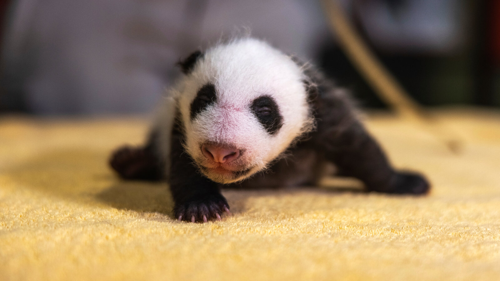 The National Zoo's Panda Cub Has a Name: Xiao Qi Ji