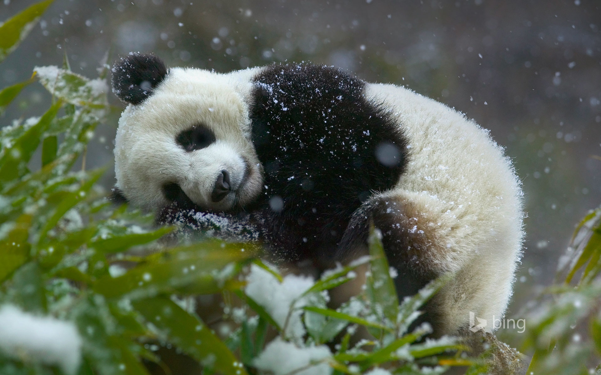 Giant panda cub, Wolong National Nature Reserve, Sichuan province, China Wallpaper
