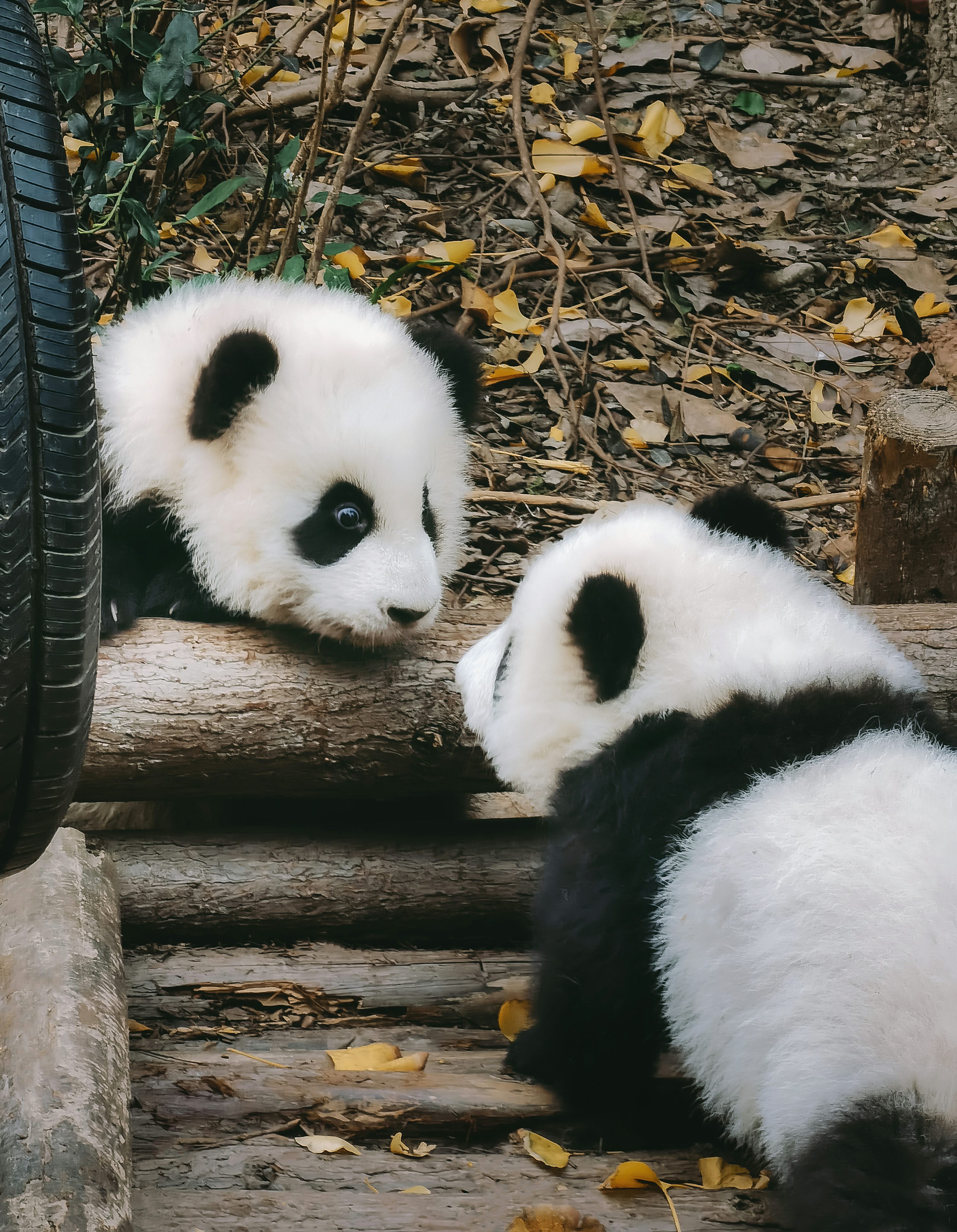 Baby Panda Picture. Download Free Image