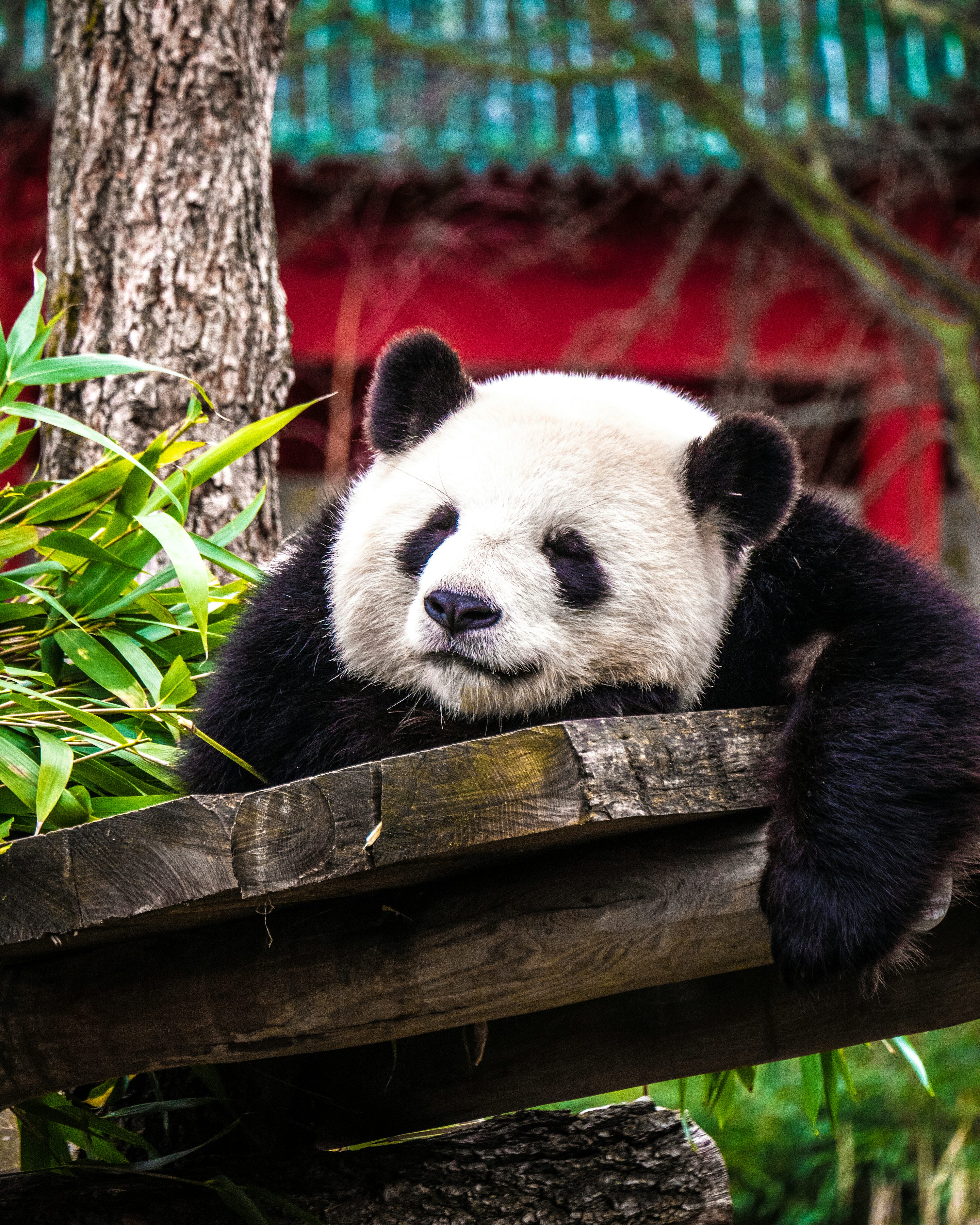 Panda bear on gray plank near green plant photo