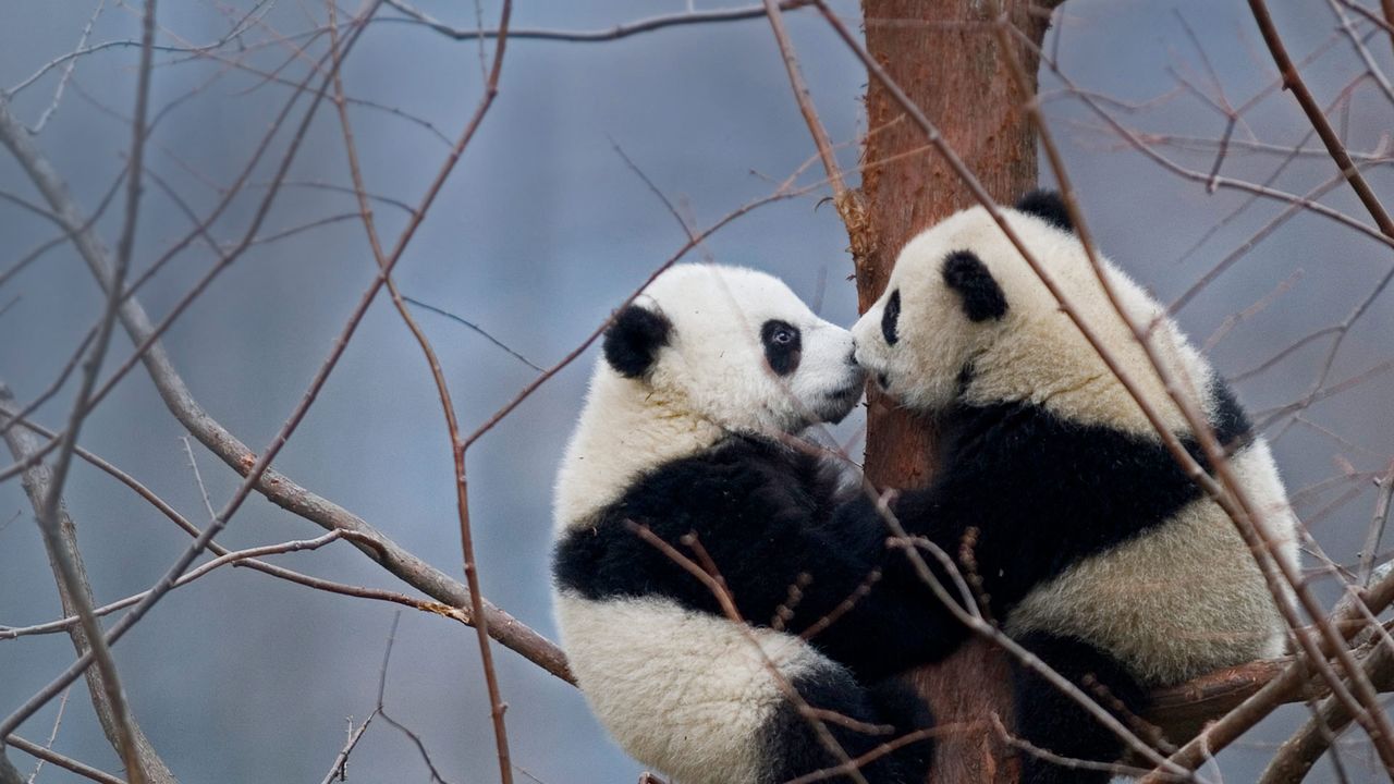 Giant panda cubs, China Gallery · Peapix