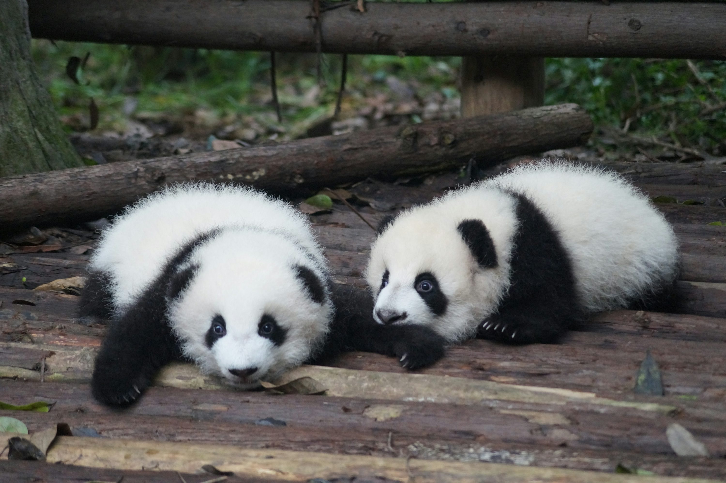 Pandas Picture. Download Free Image