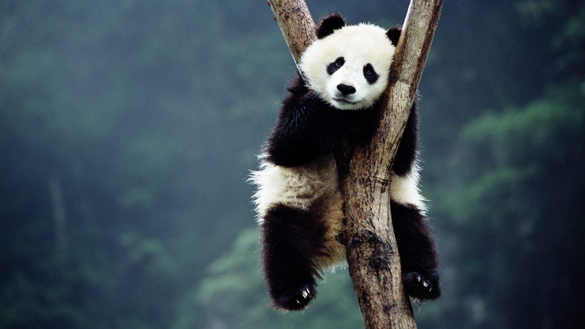 New Research Reveals Theory of Why Giant Pandas Are Black and White