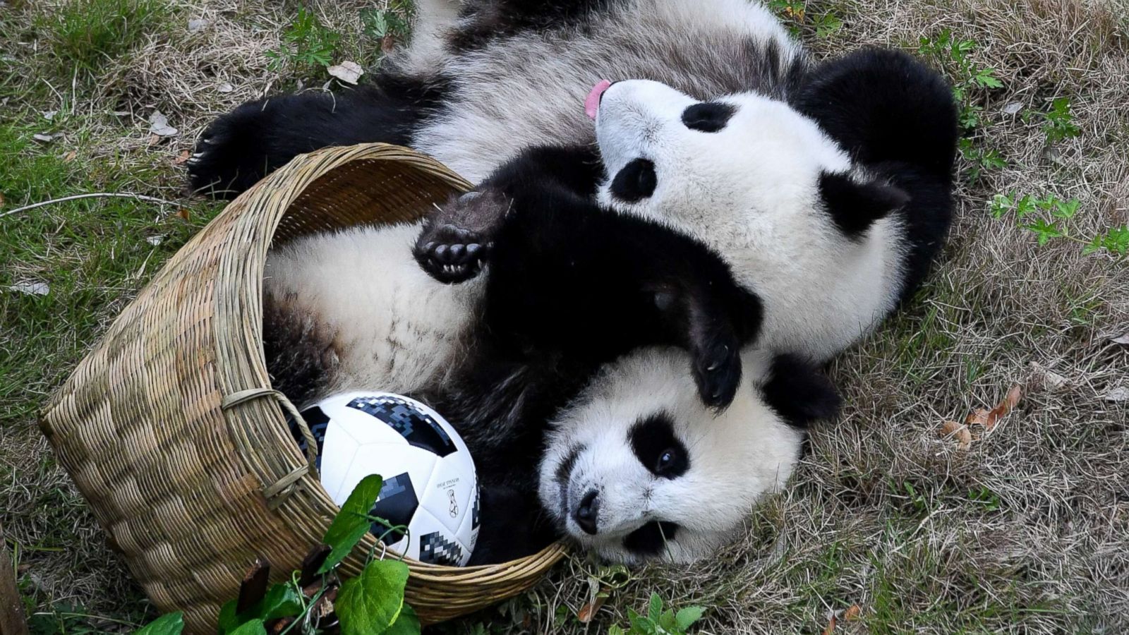 Baby giant pandas play their own World Cup