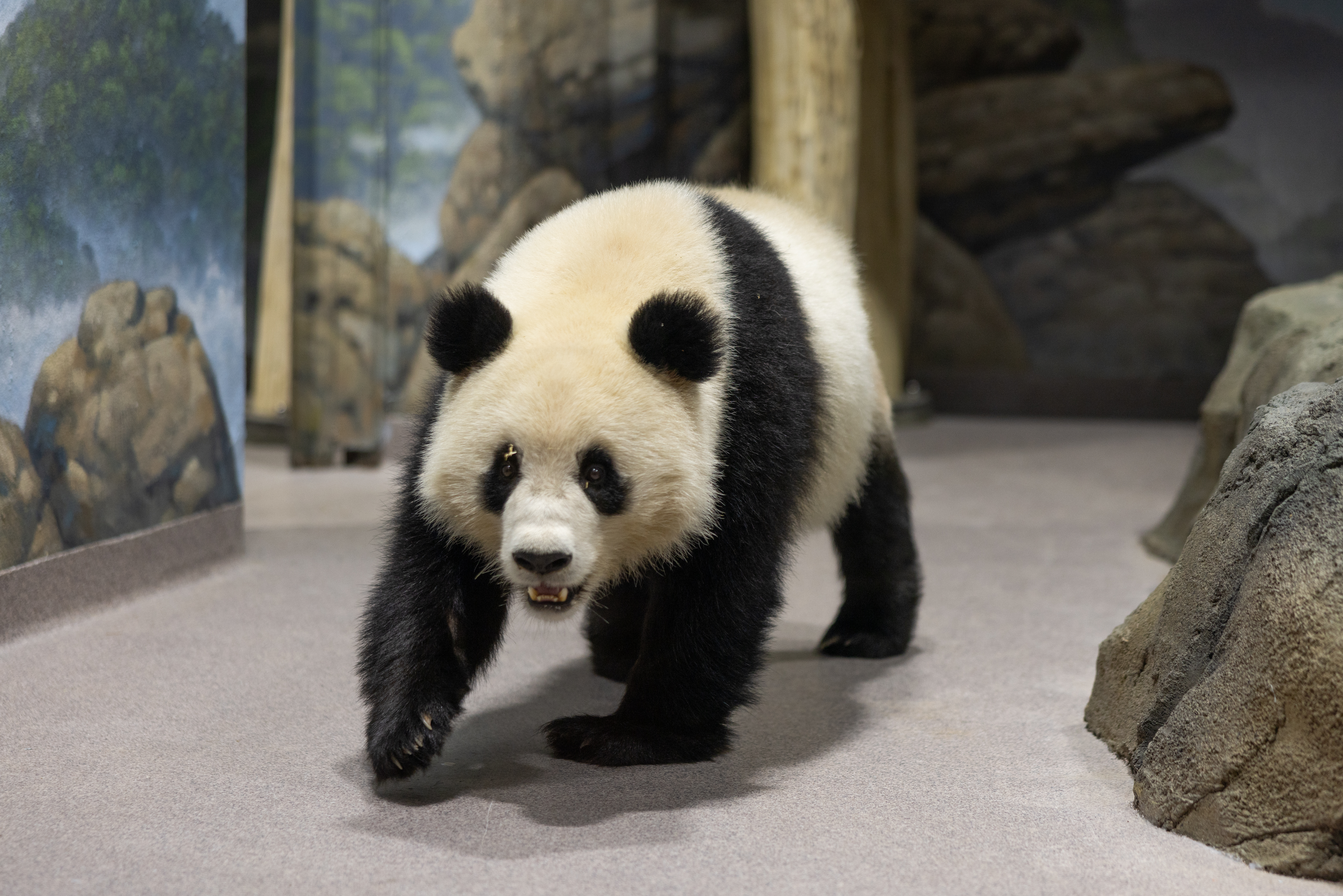 Giant Panda Video and Photo Gallery. Smithsonian's National Zoo and Conservation Biology Institute