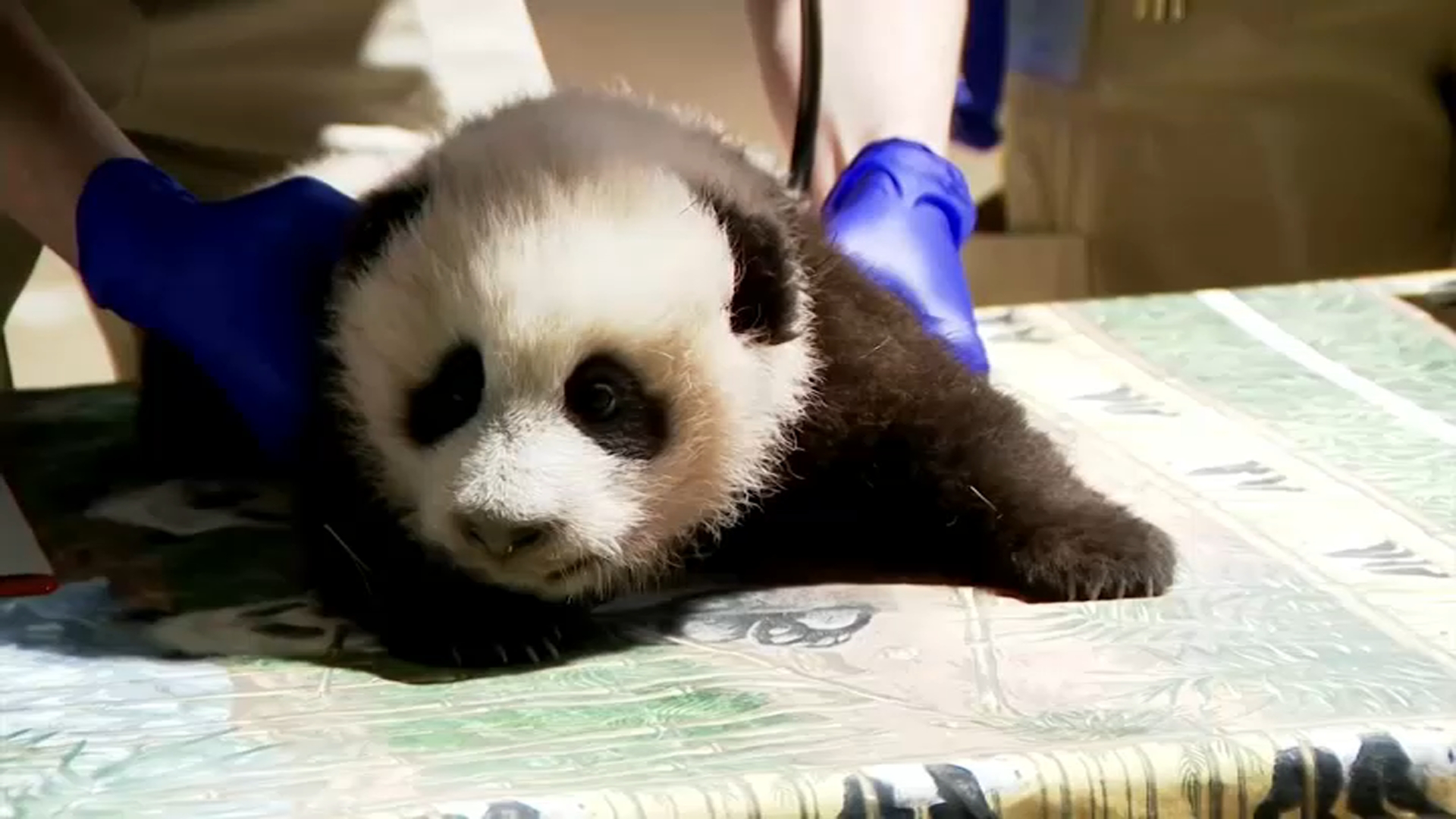 Photos: Early Glimpses of National Zoo's Newborn Panda Cub
