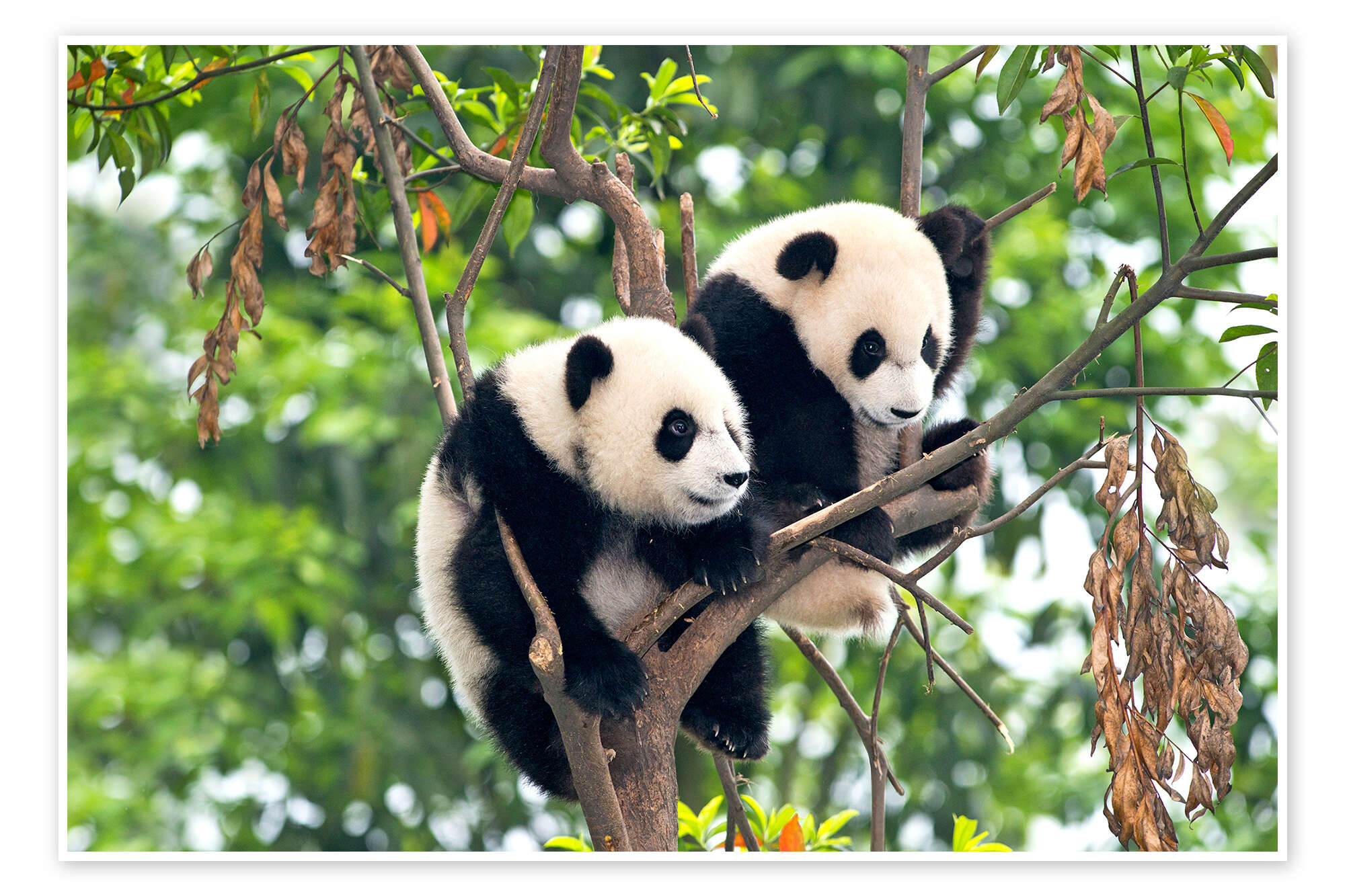 Young Pandas in a Tree