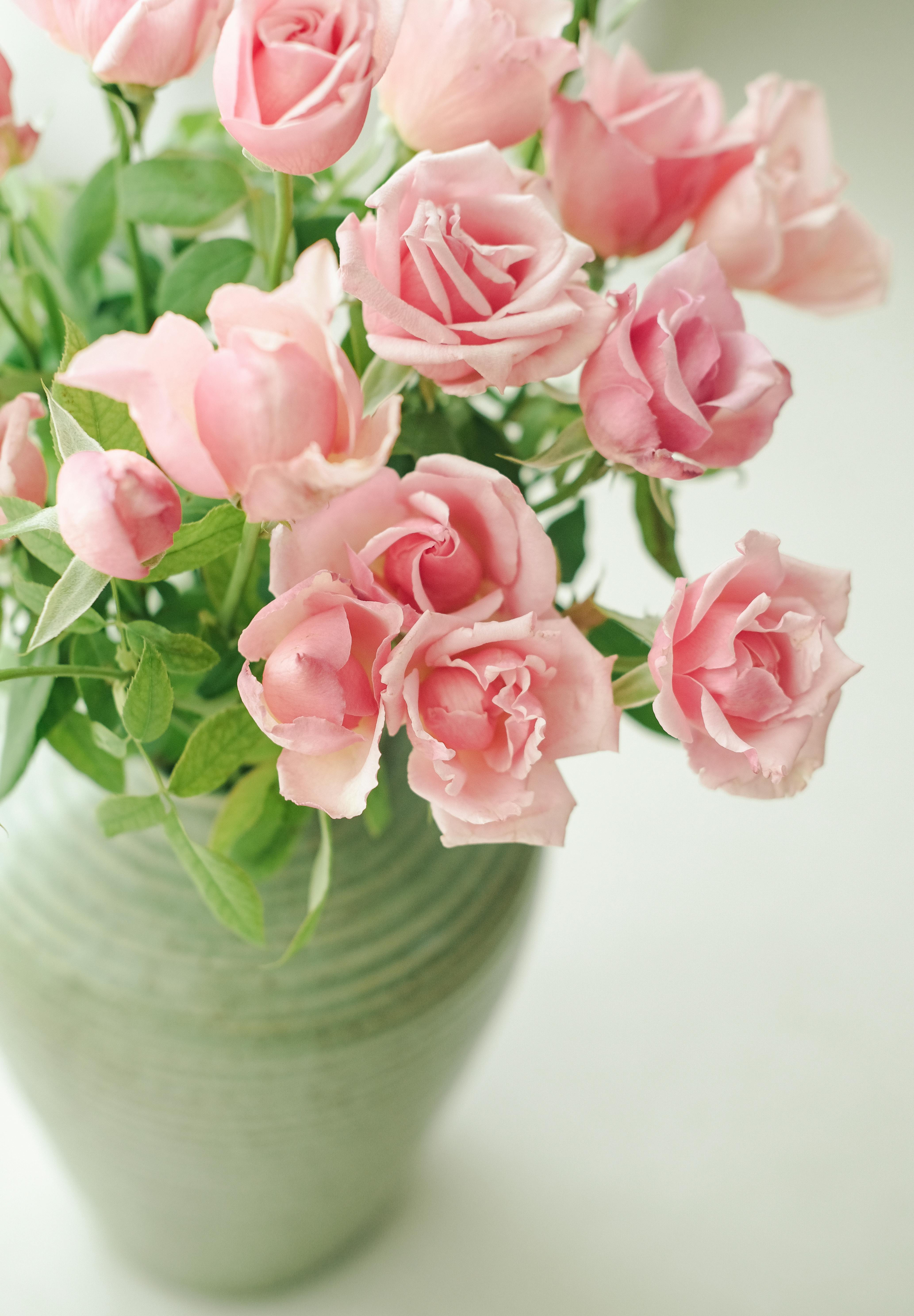 Pink Roses in a Vase · Free