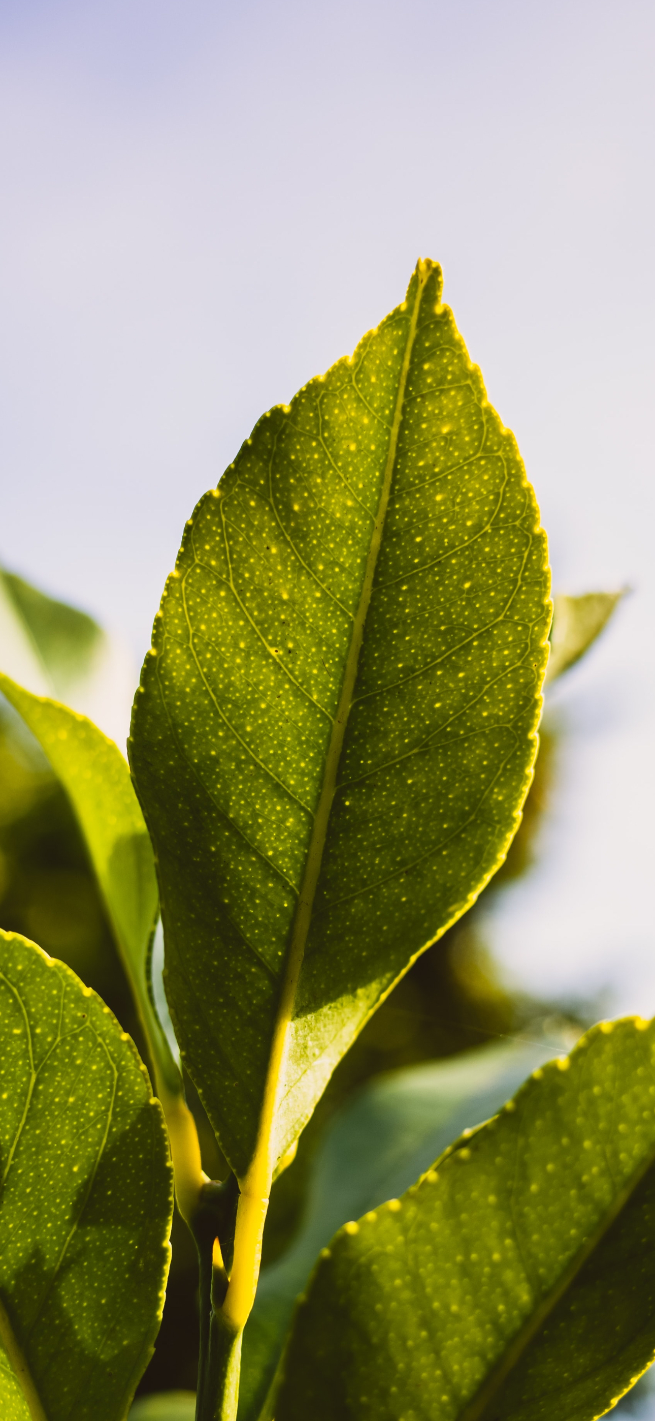 Amazing iOS 16 Depth Effect wallpaper for iPhone