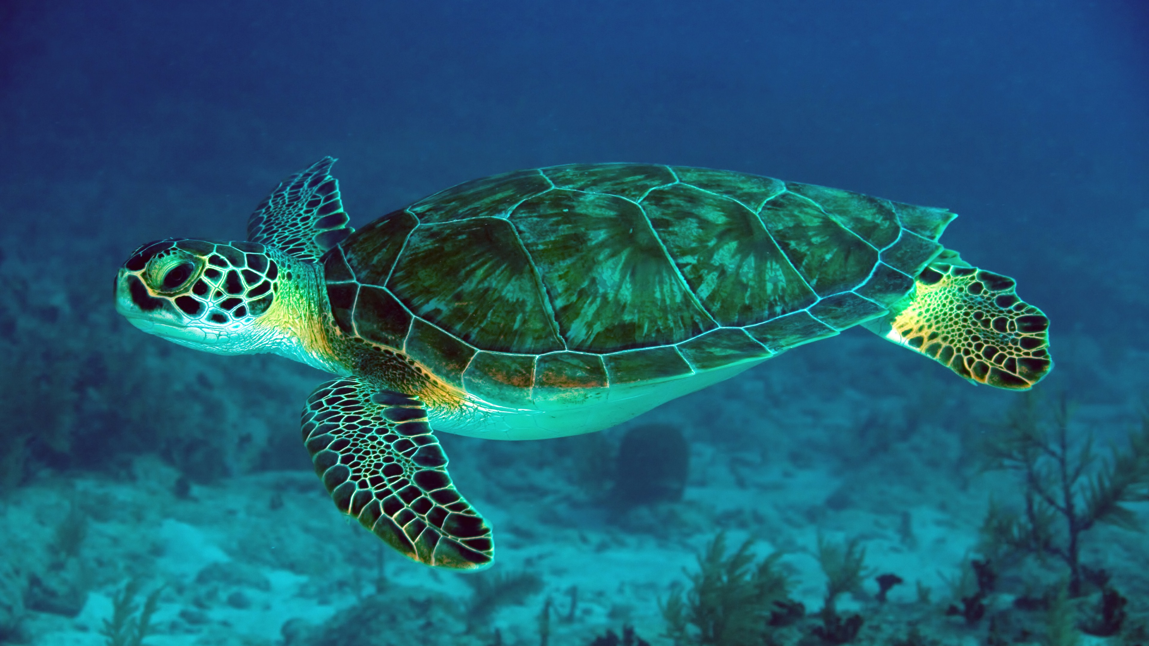 Great Barrier Reef Turtle 4K Wallpaper