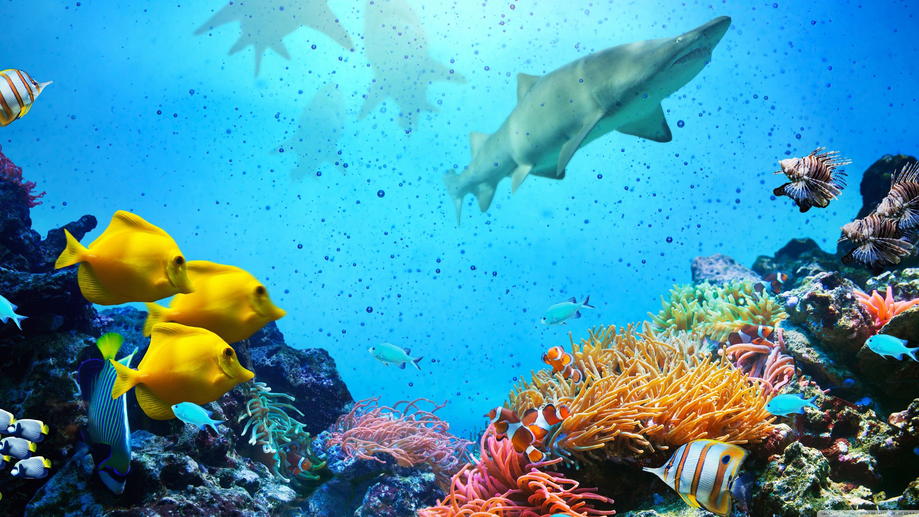 Great Barrier Reef Aquatic Life Best Wallpaper 114068