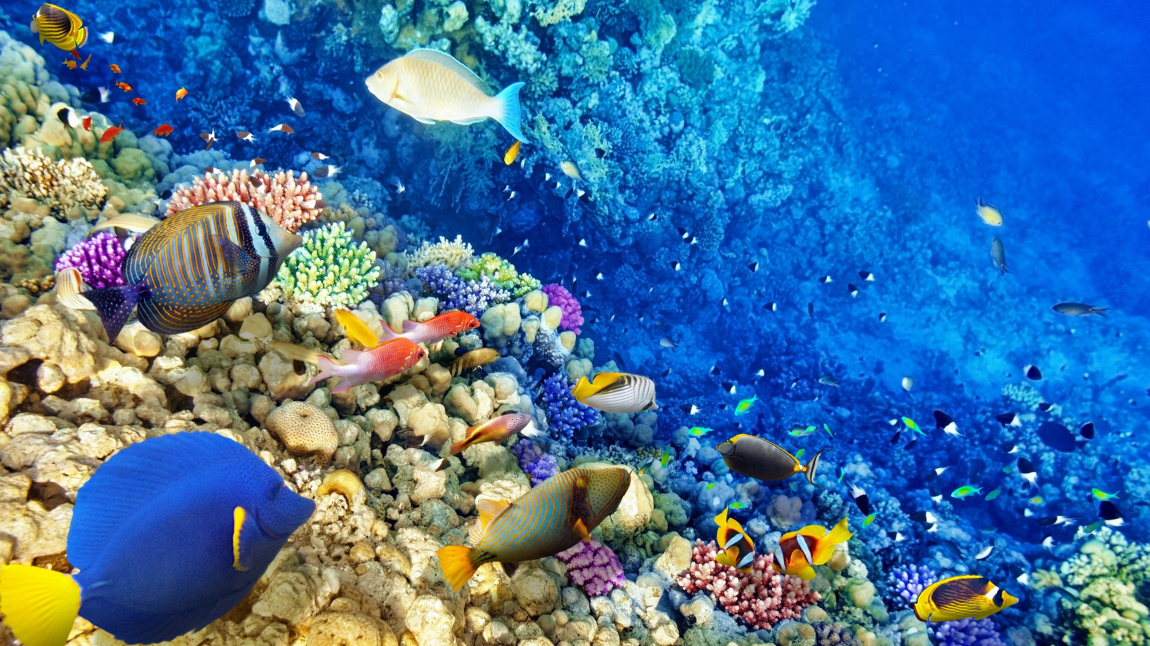 Great Barrier Reef Nature Best Wallpaper 114074