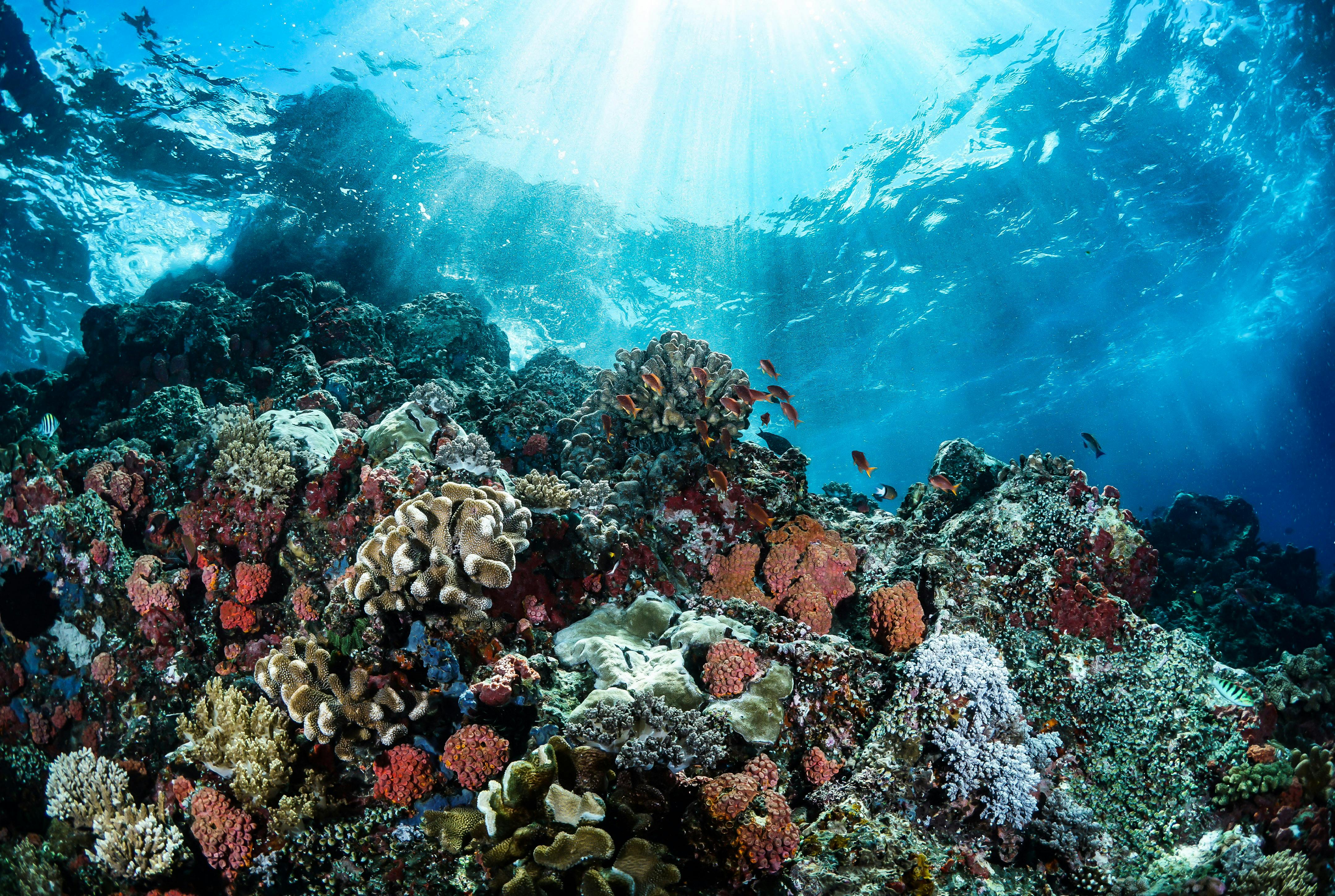 Beautiful Coral Reefs Underwater · Free