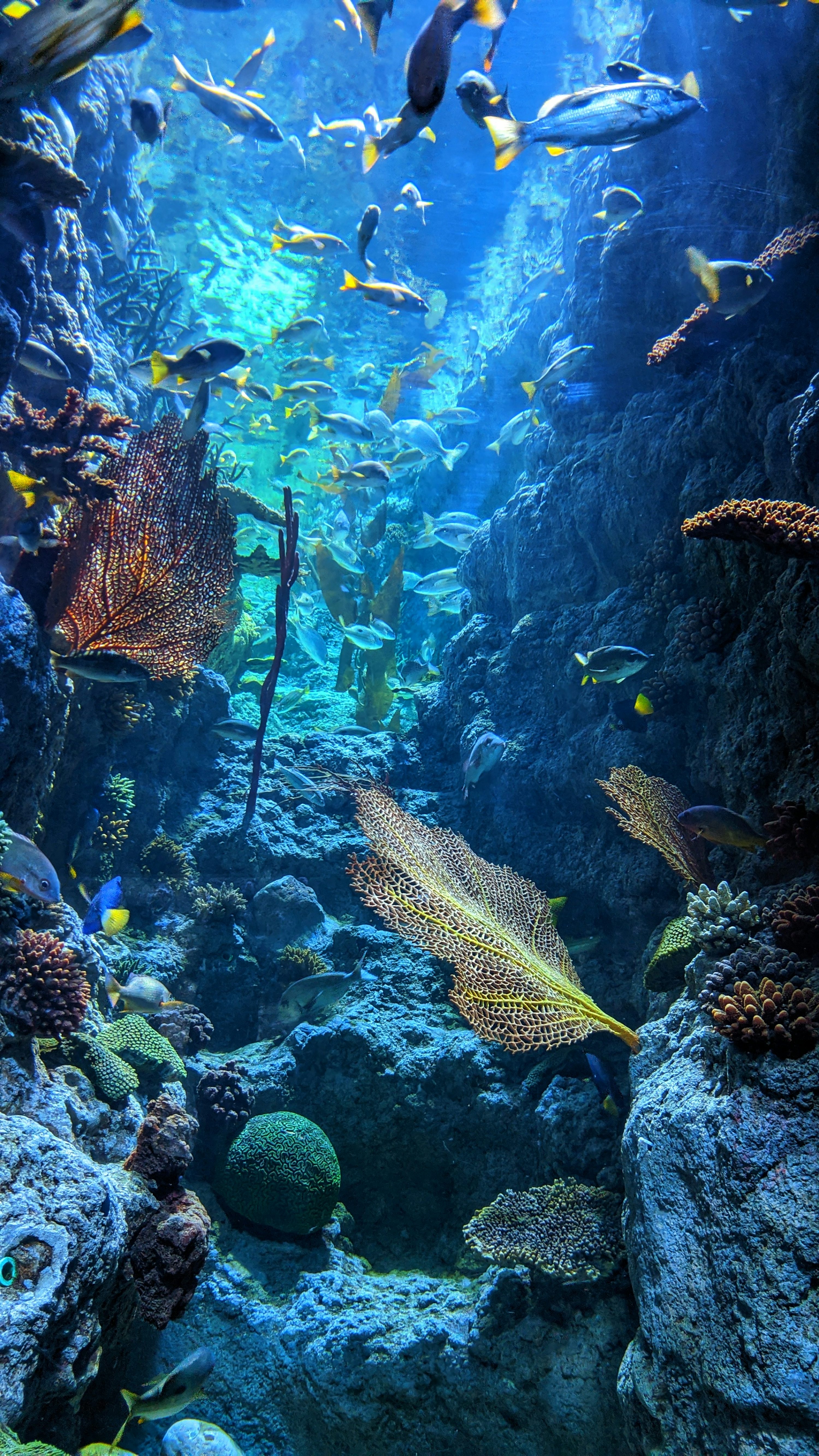 Coral Reef Picture [4K]. Download Free Image