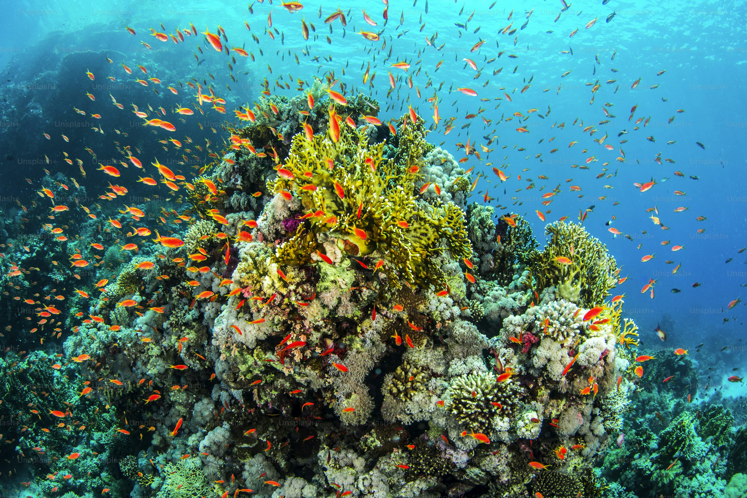 Coral Reef Picture [4K]. Download Free Image