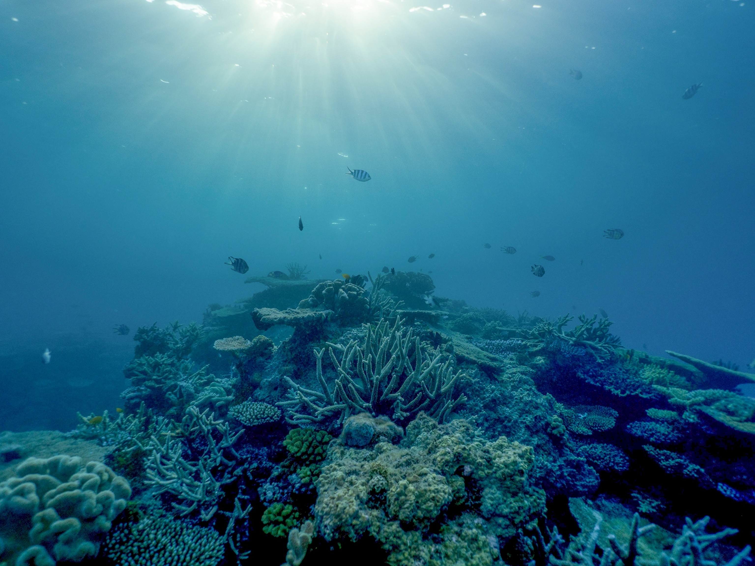 Climate change is stunting young coral in the Great Barrier Reef, research shows
