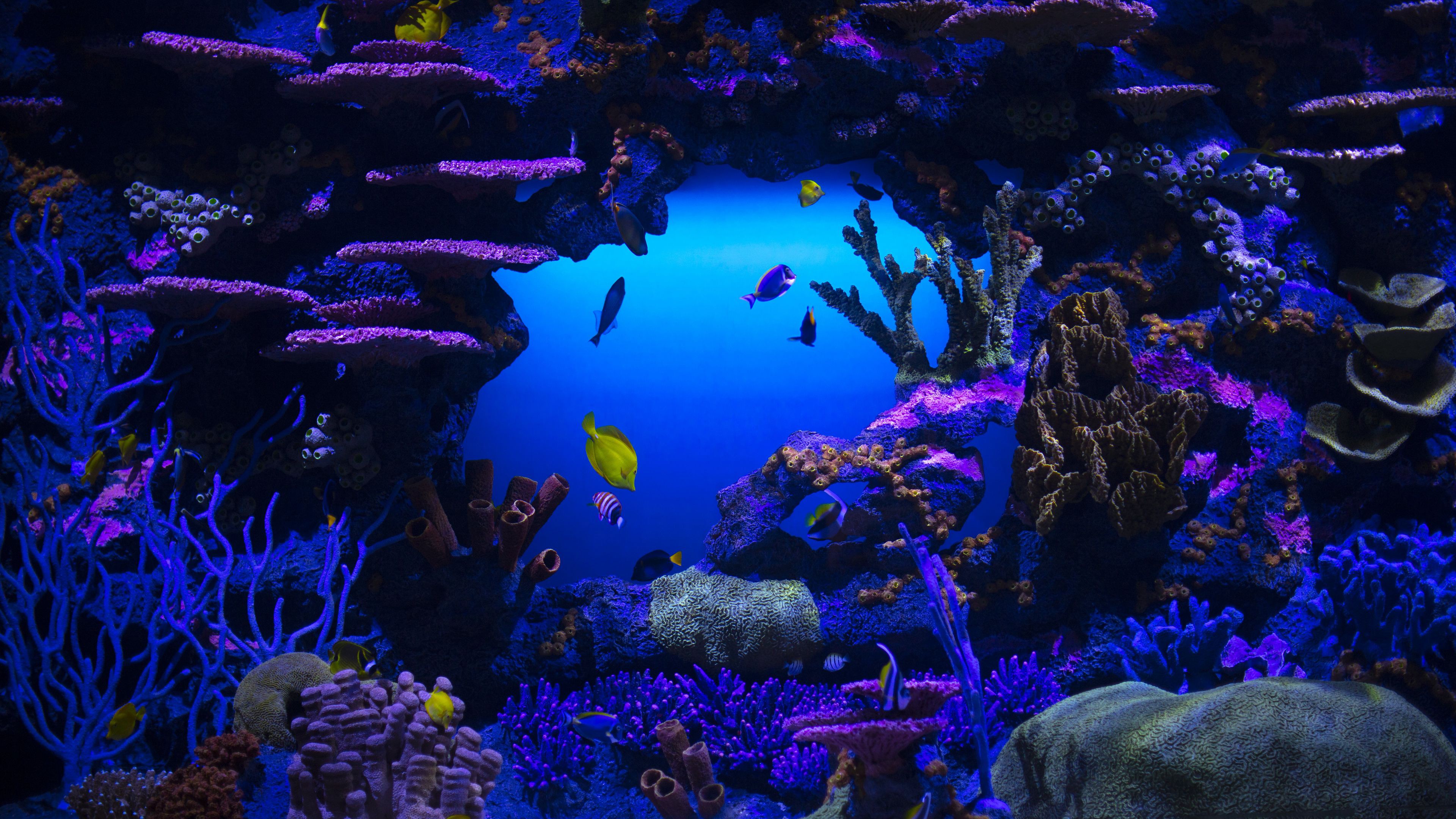 Coral Reef Stones Schooling oF Fish Underwater 4K HD Nature Wallpaper