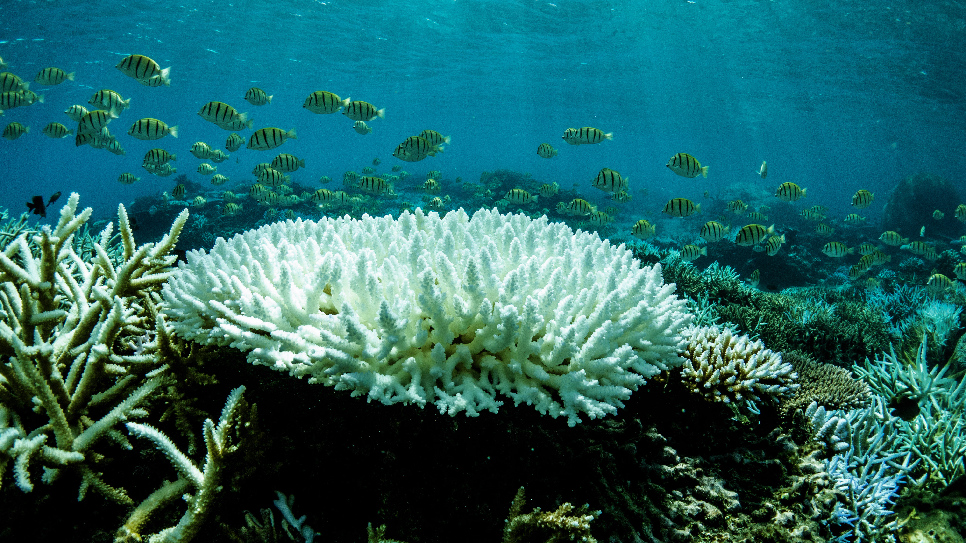 The Hunt for Resiliency on the Great Barrier Reef