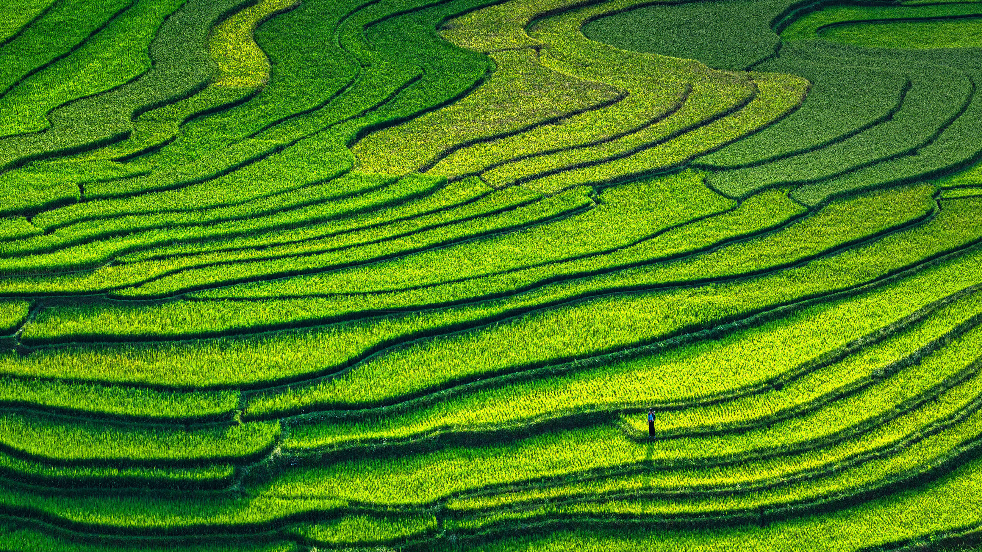 Microsoft Windows 11 Stock Aerial Farm Shot Rolling Hills HD 4K