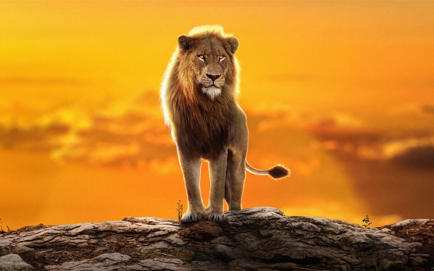 2022 the lion king simba MacBook Air Wallpaper Download