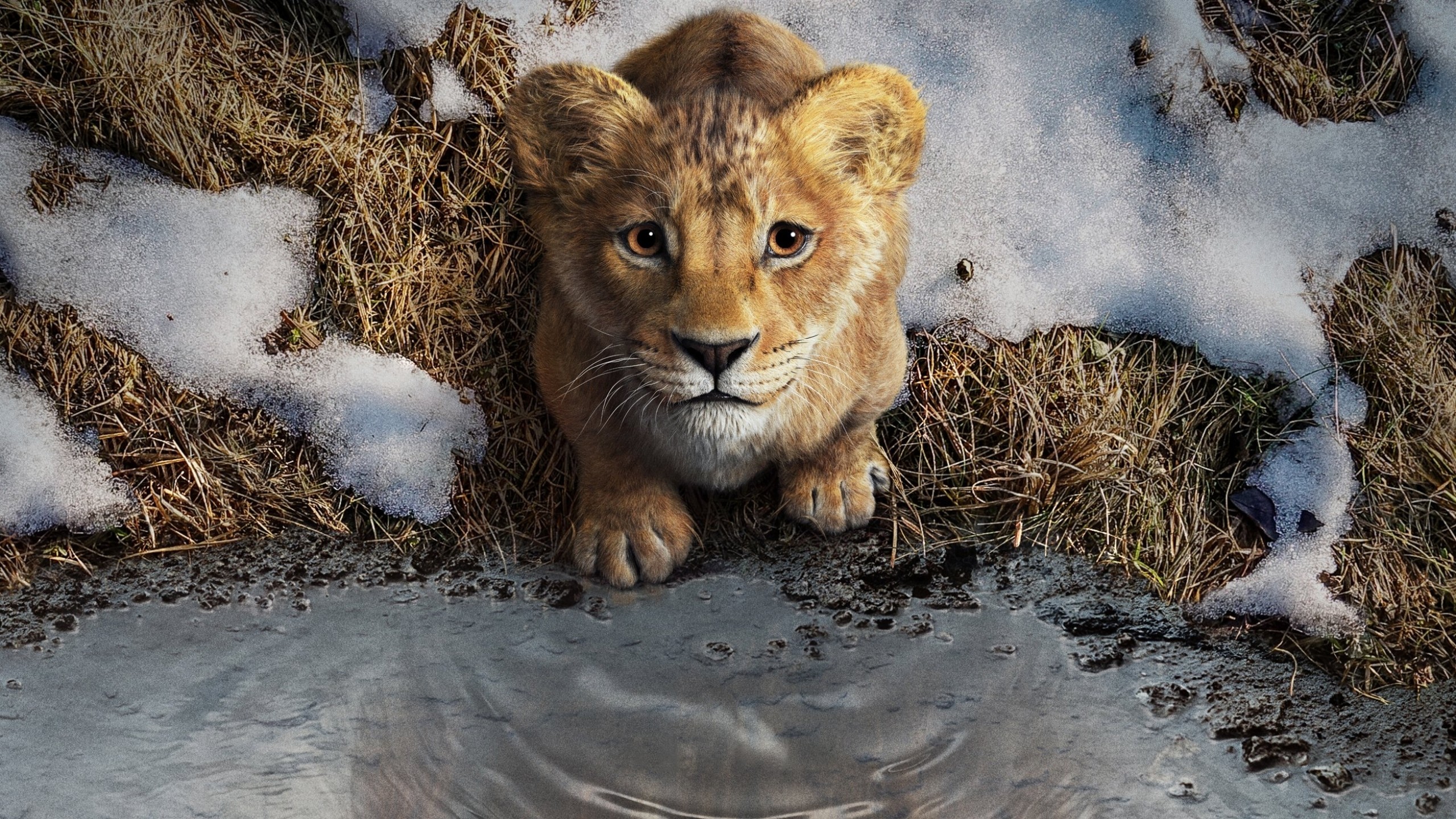 Simba Mufasa HD Mufasa The Lion King Wallpaper