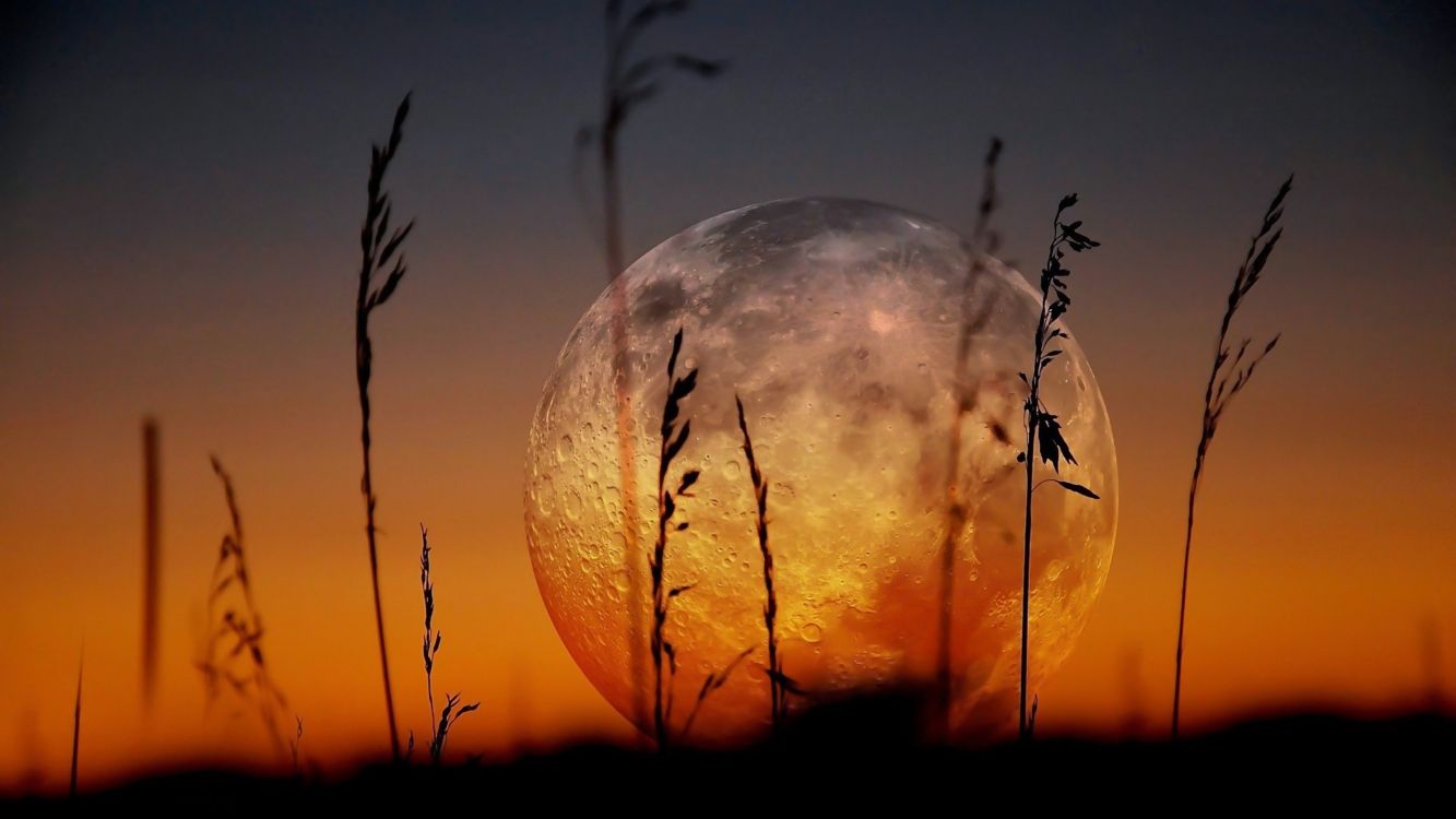 Wallpaper Silhouette of Plants and Moon, Background Free Image