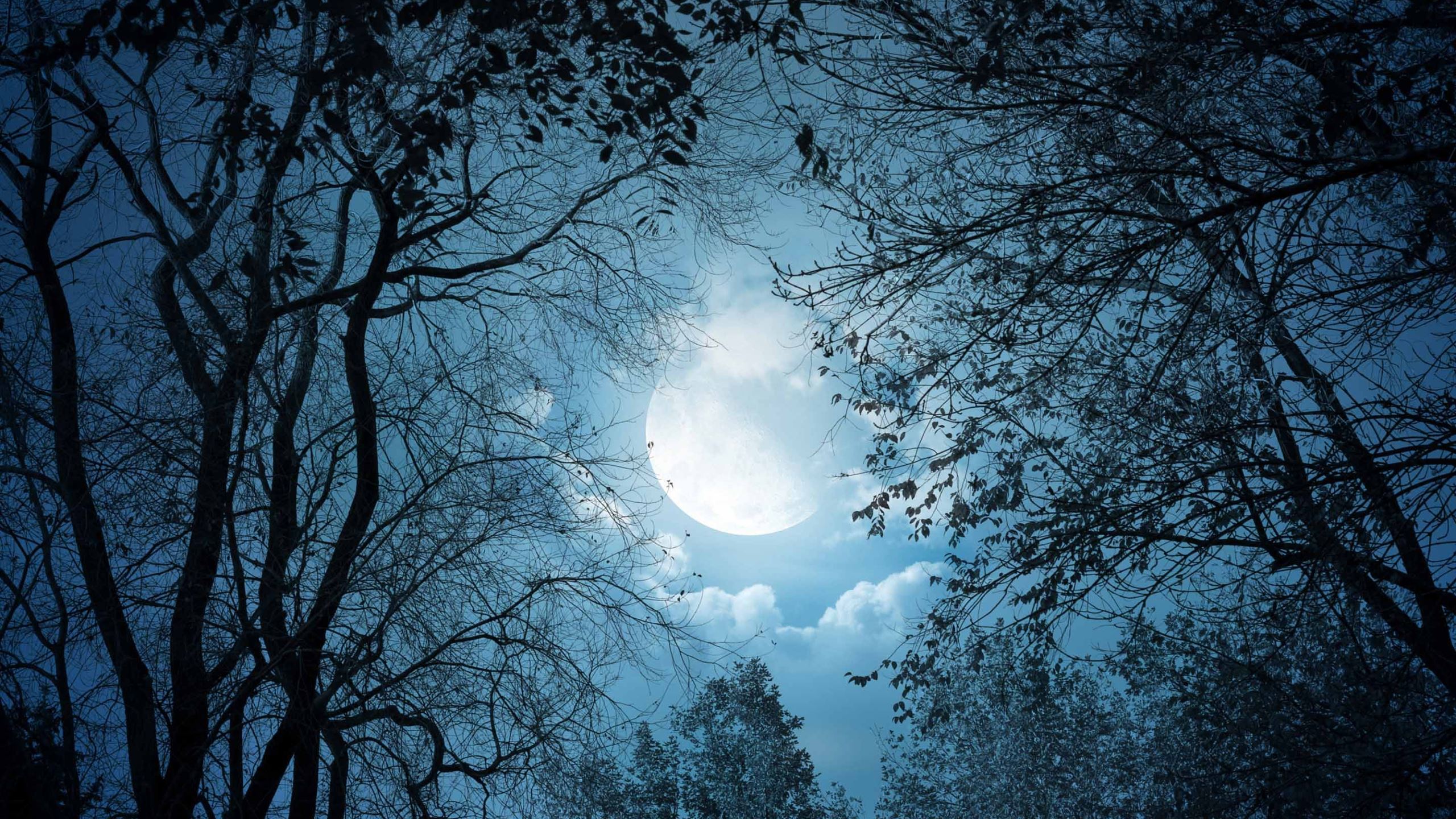 Full Moon Night Mac Wallpaper Download