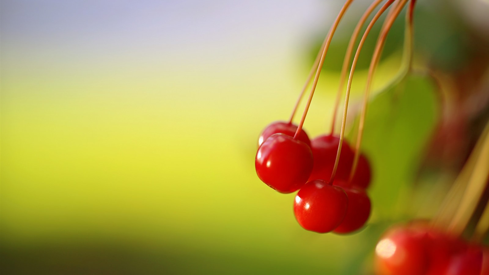 Wallpaper Red Cherries Close Up, Green Background 1920x1200 Picture, Image