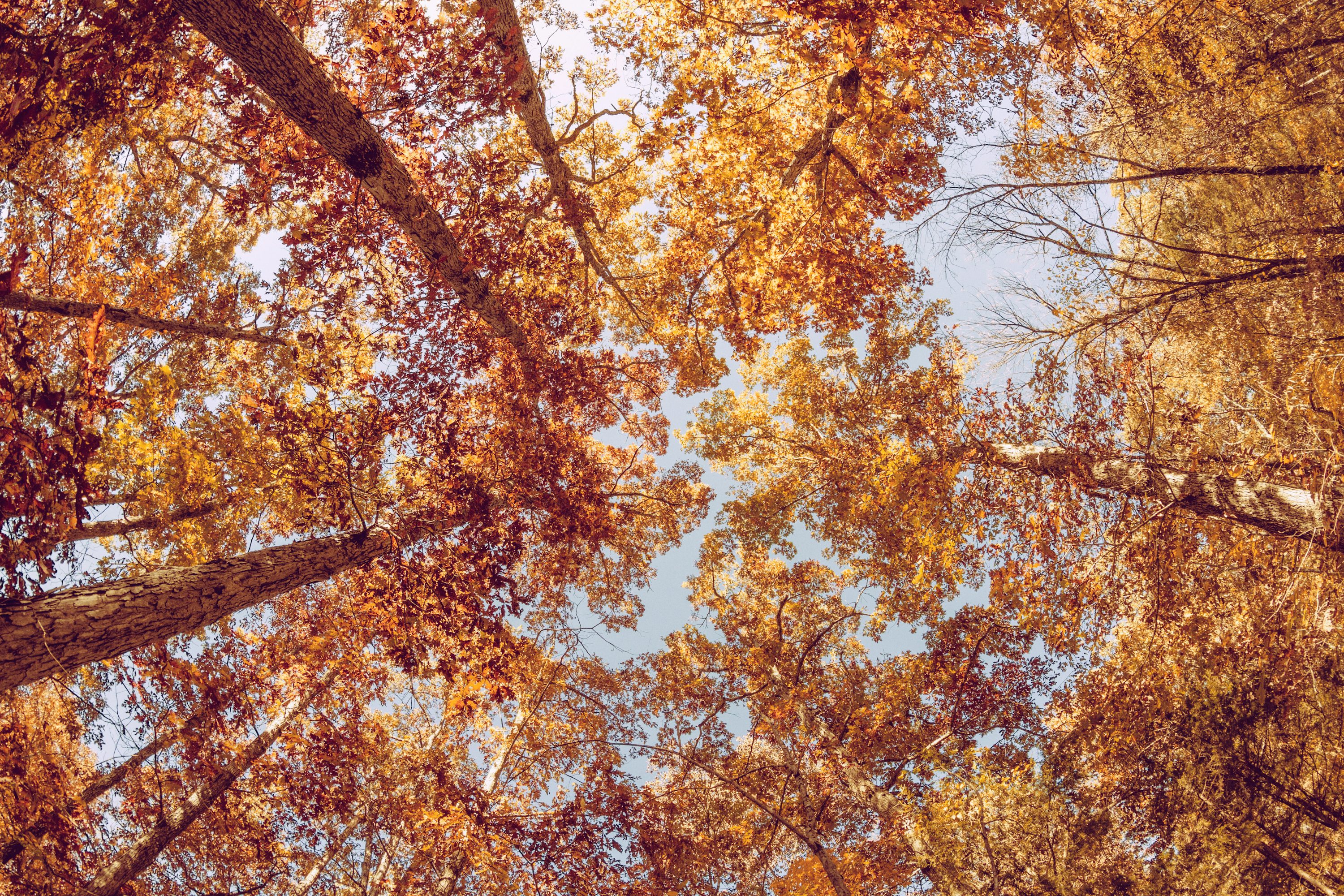 Fall Wallpaper Picture. Download Free Image
