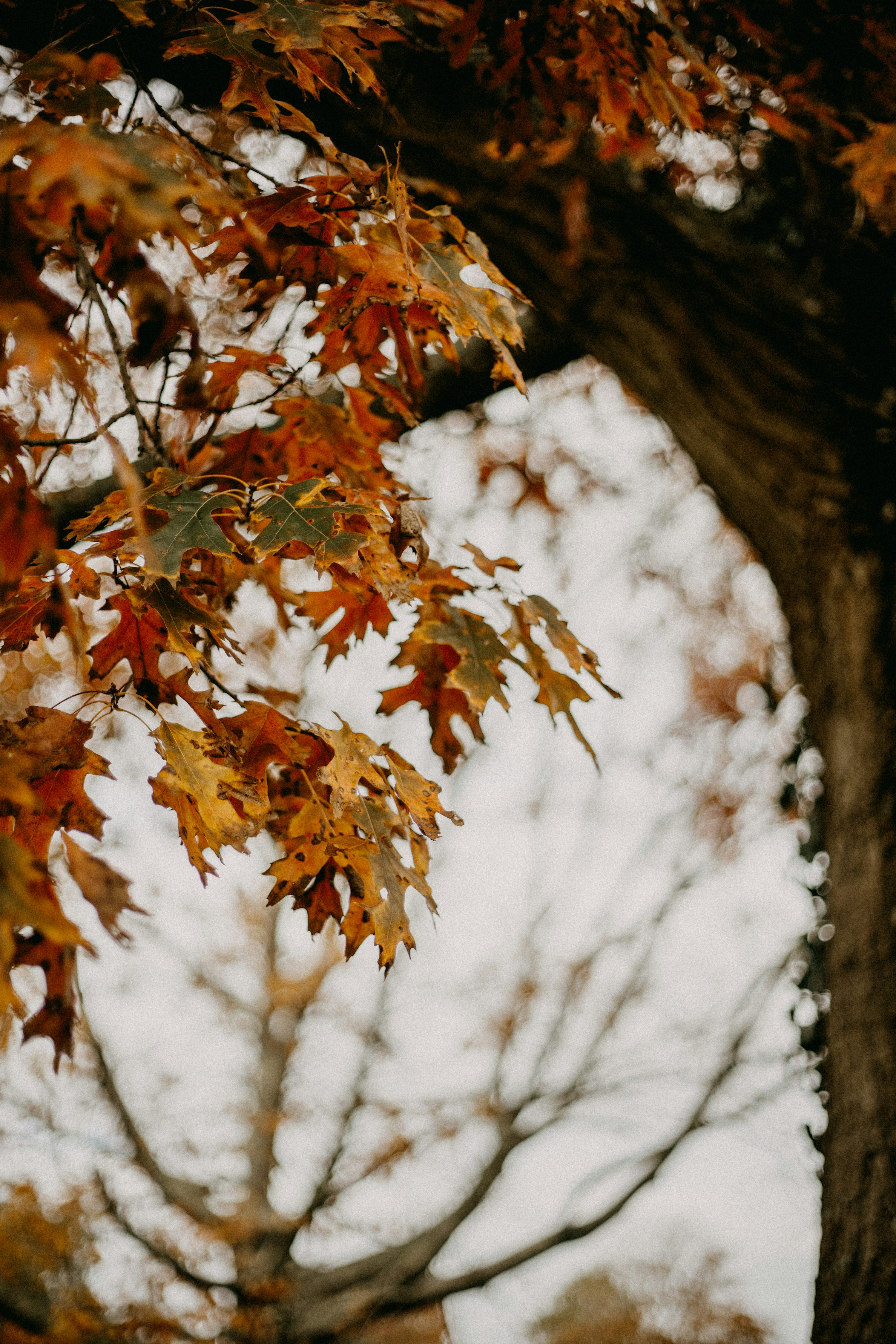 Autumn Season Picture. Download Free Image