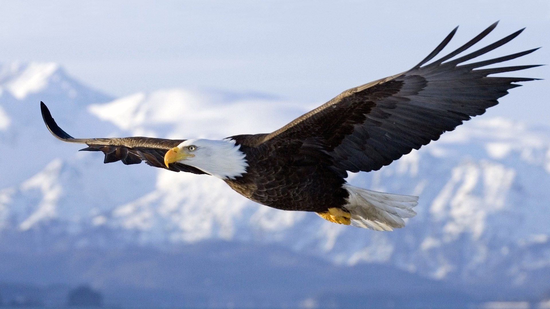 Majestic Bald Eagle Soars Over Snowy Mountains. HD Animal Wallpaperx1080