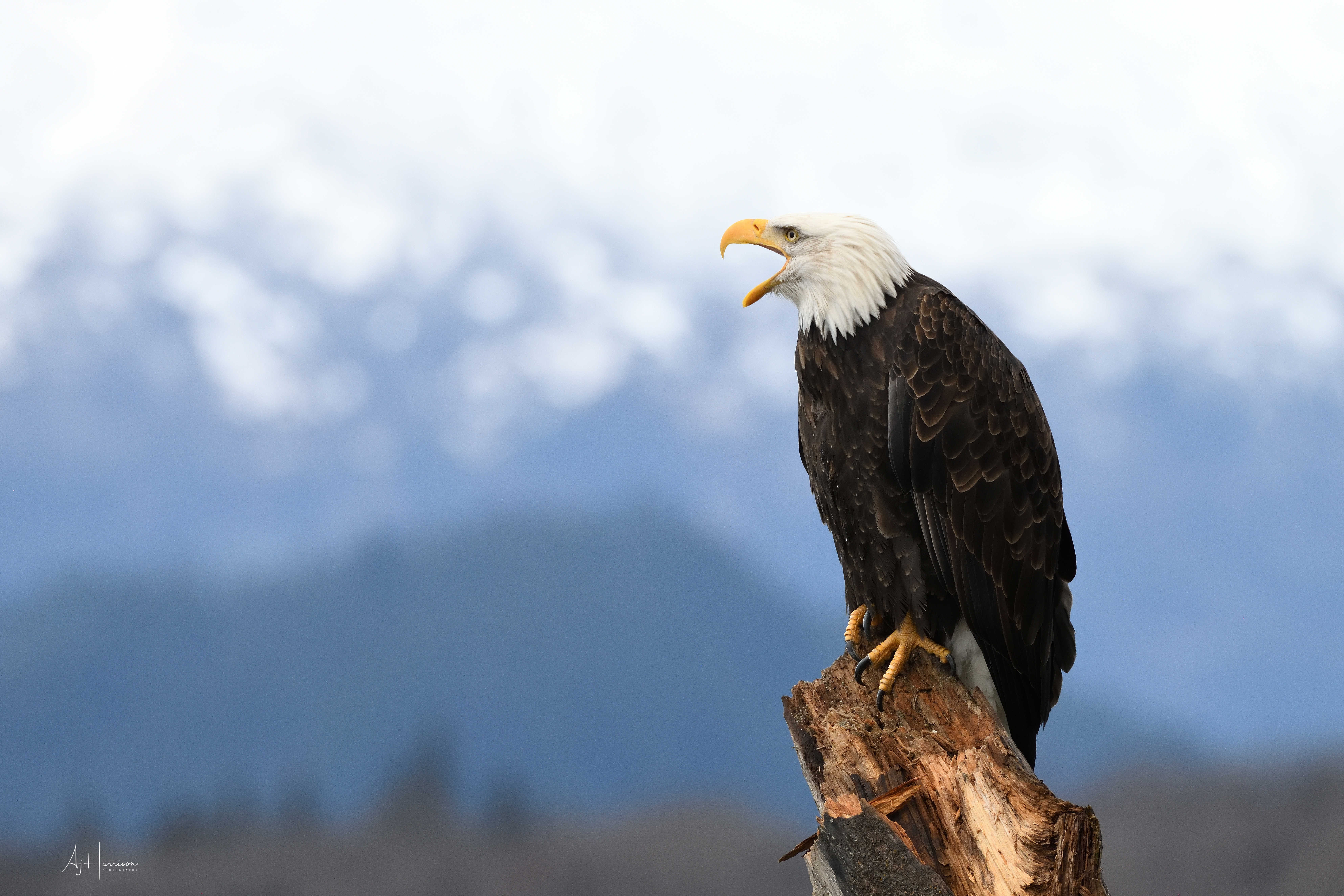 FIELD REPORT: CHILKAT BALD EAGLE WORKSHOP 2019 HARRISON PHOTOGRAPHY WORKSHOPS & TOURS