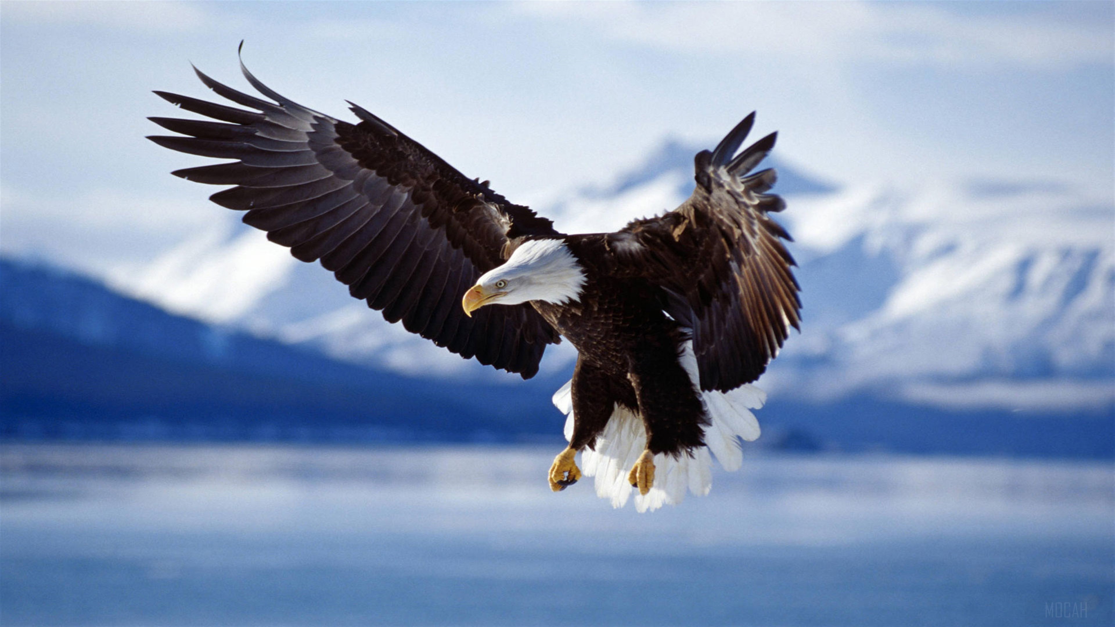 Bald Eagle In Flight Alaska 4K, HD Wallpaper