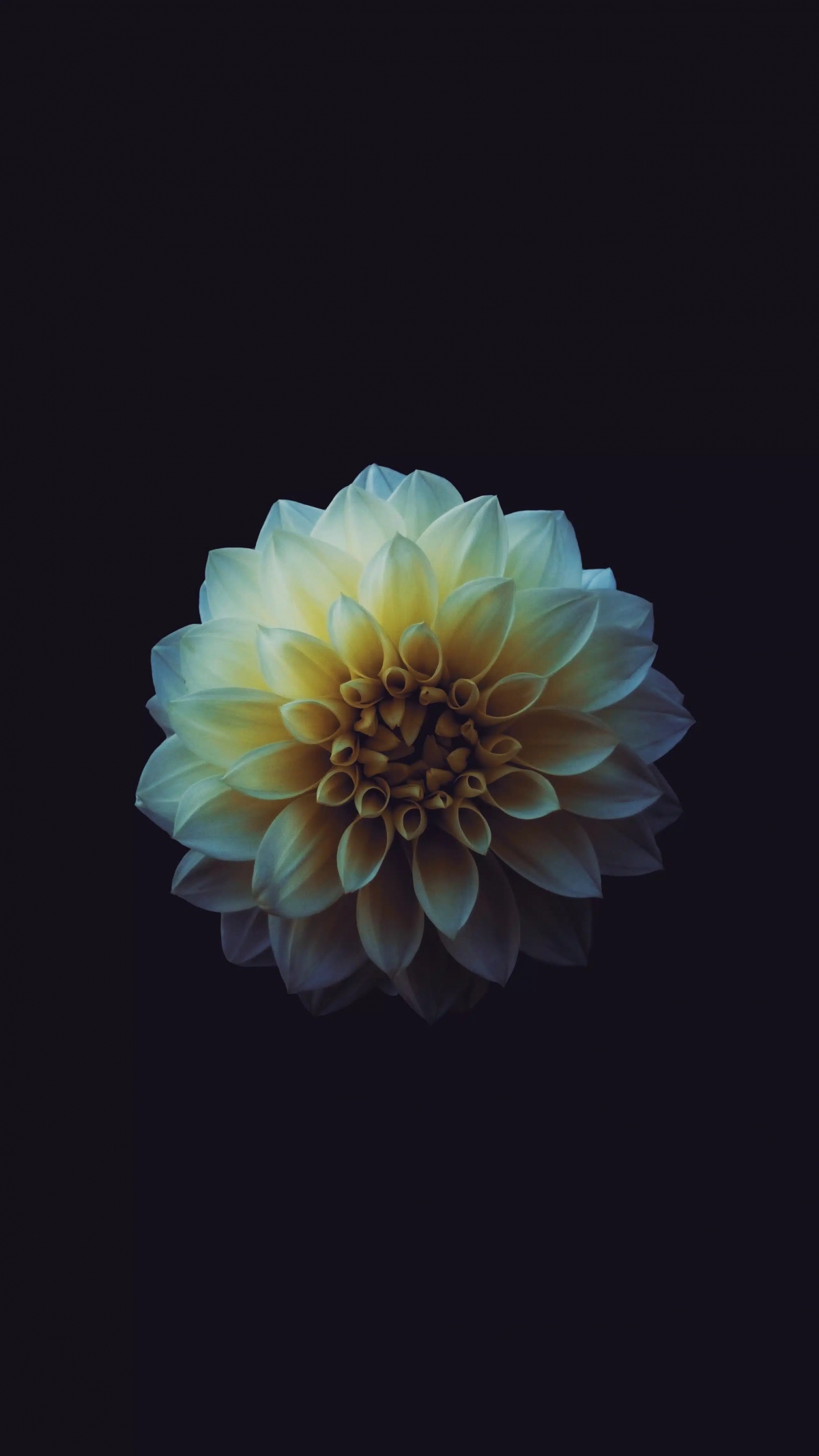 Dark Blossoming Flower
