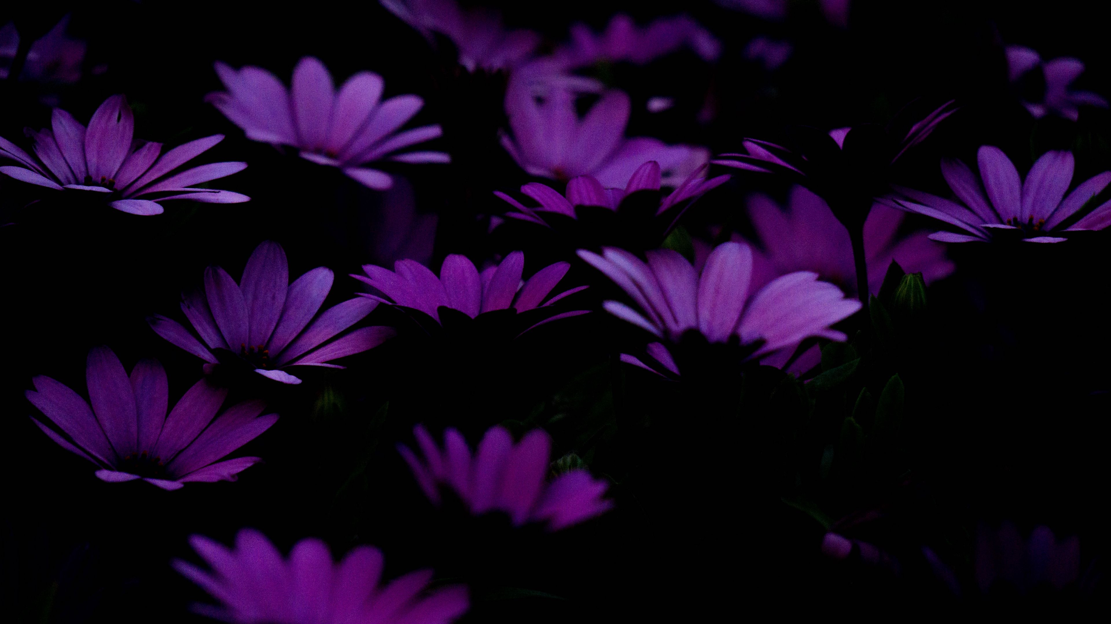 Download wallpaper 3840x2160 flowers, purple, dark 4k uhd 16:9 HD background