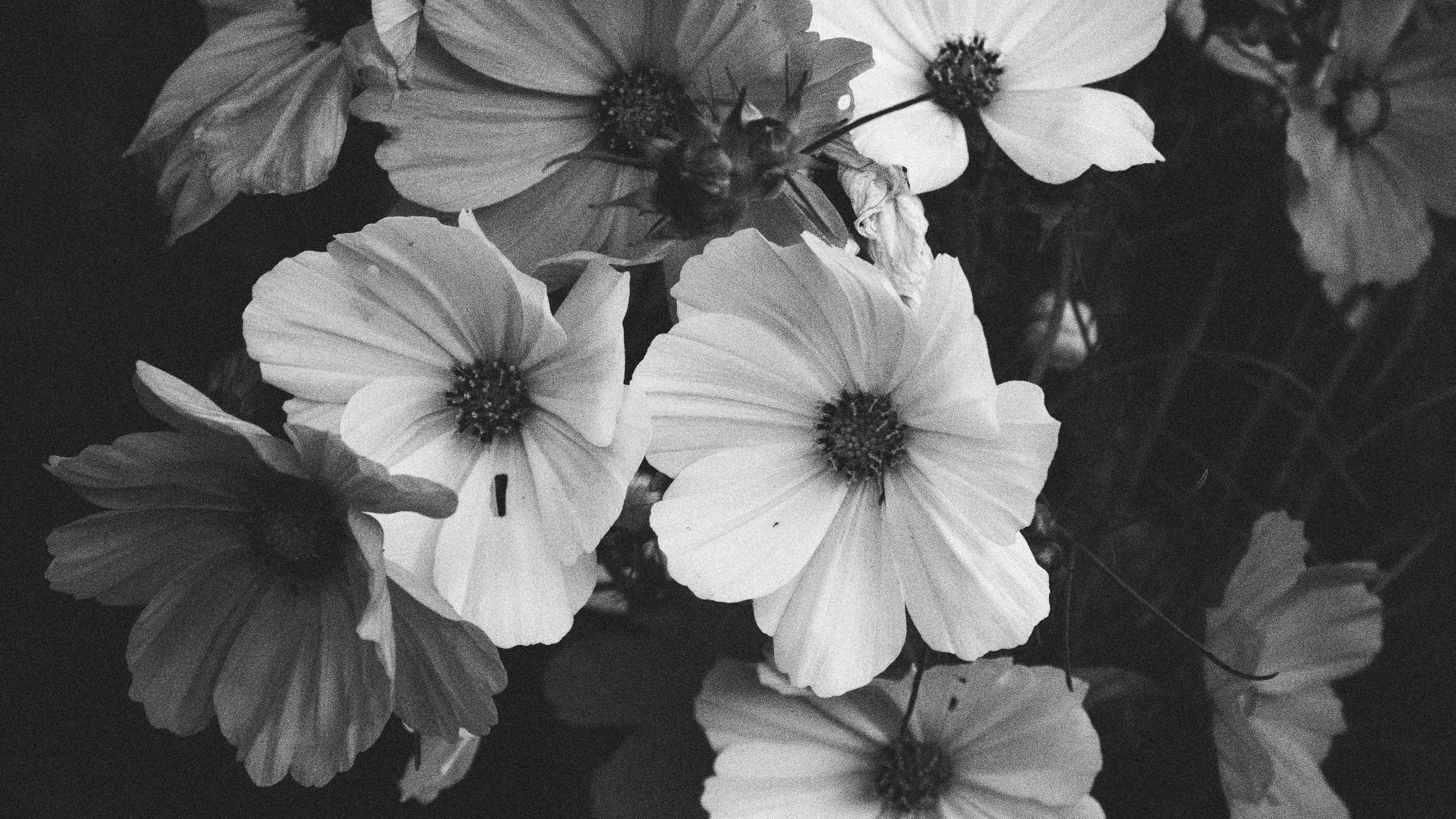 Black And White Kosmeya Flowers Bouquet Dark Background 4K HD Flowers Wallpaper