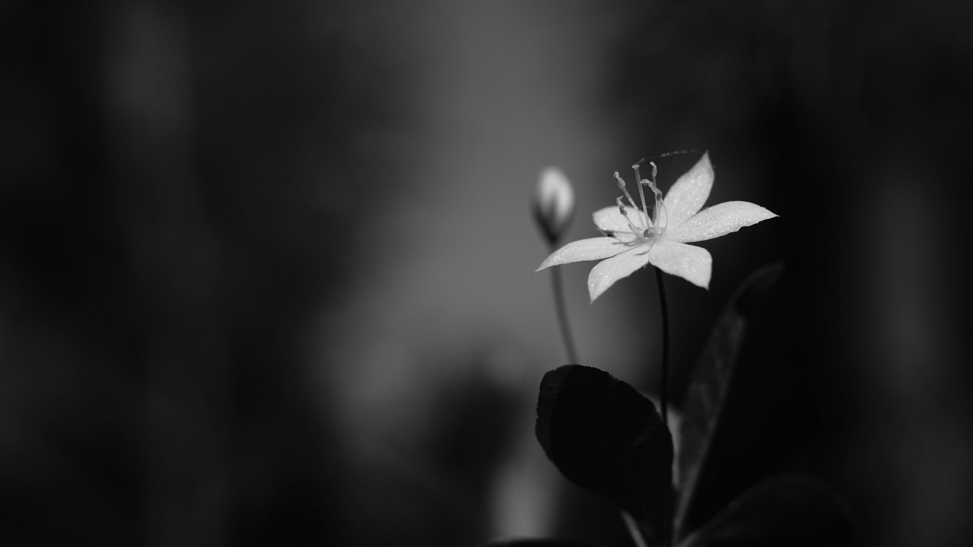 Lysimachia Flower Petals Black And White Wallpaper Dark Background 4K HD Dark Background Wallpaper