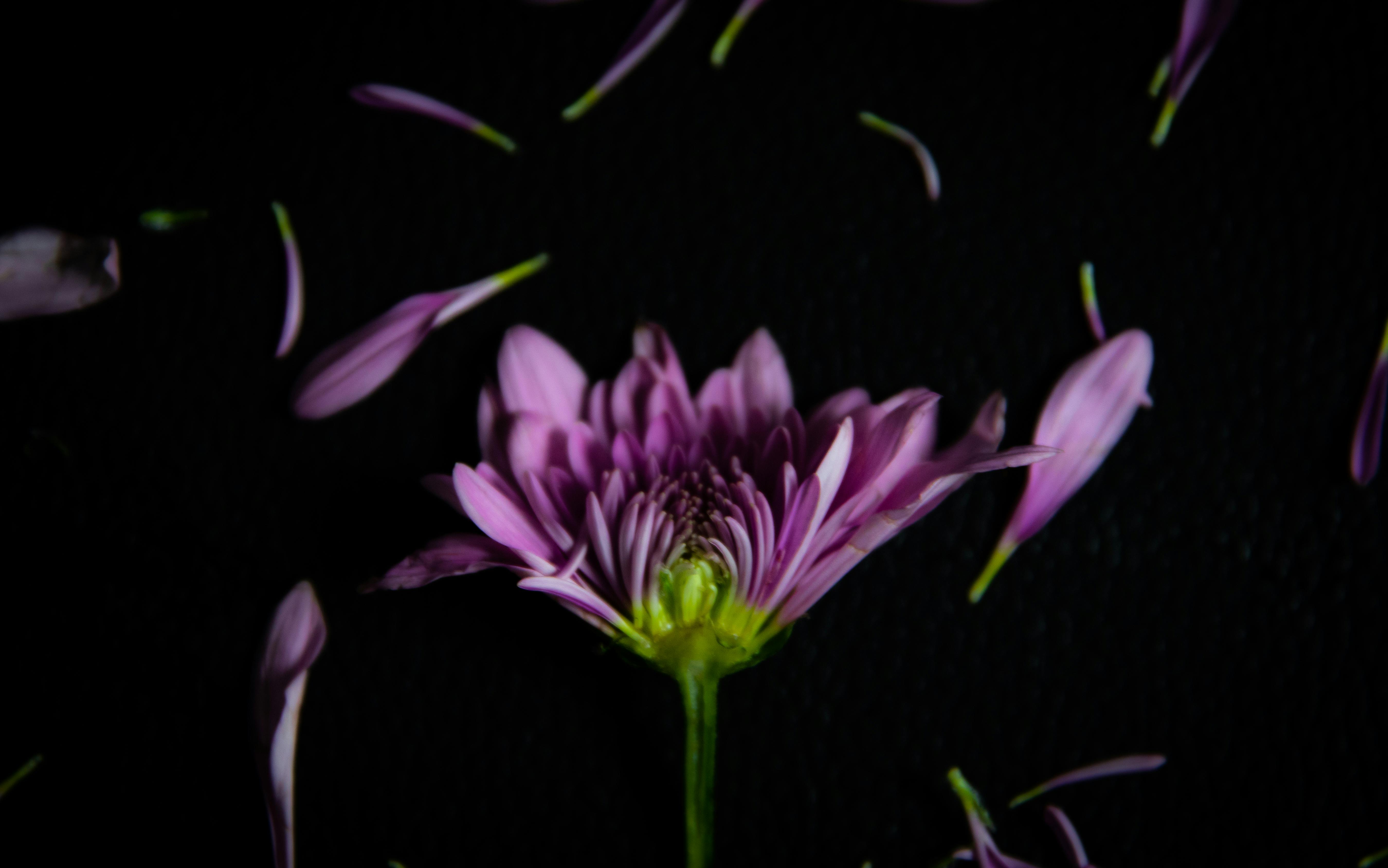 Purple Flower in Black Background · Free