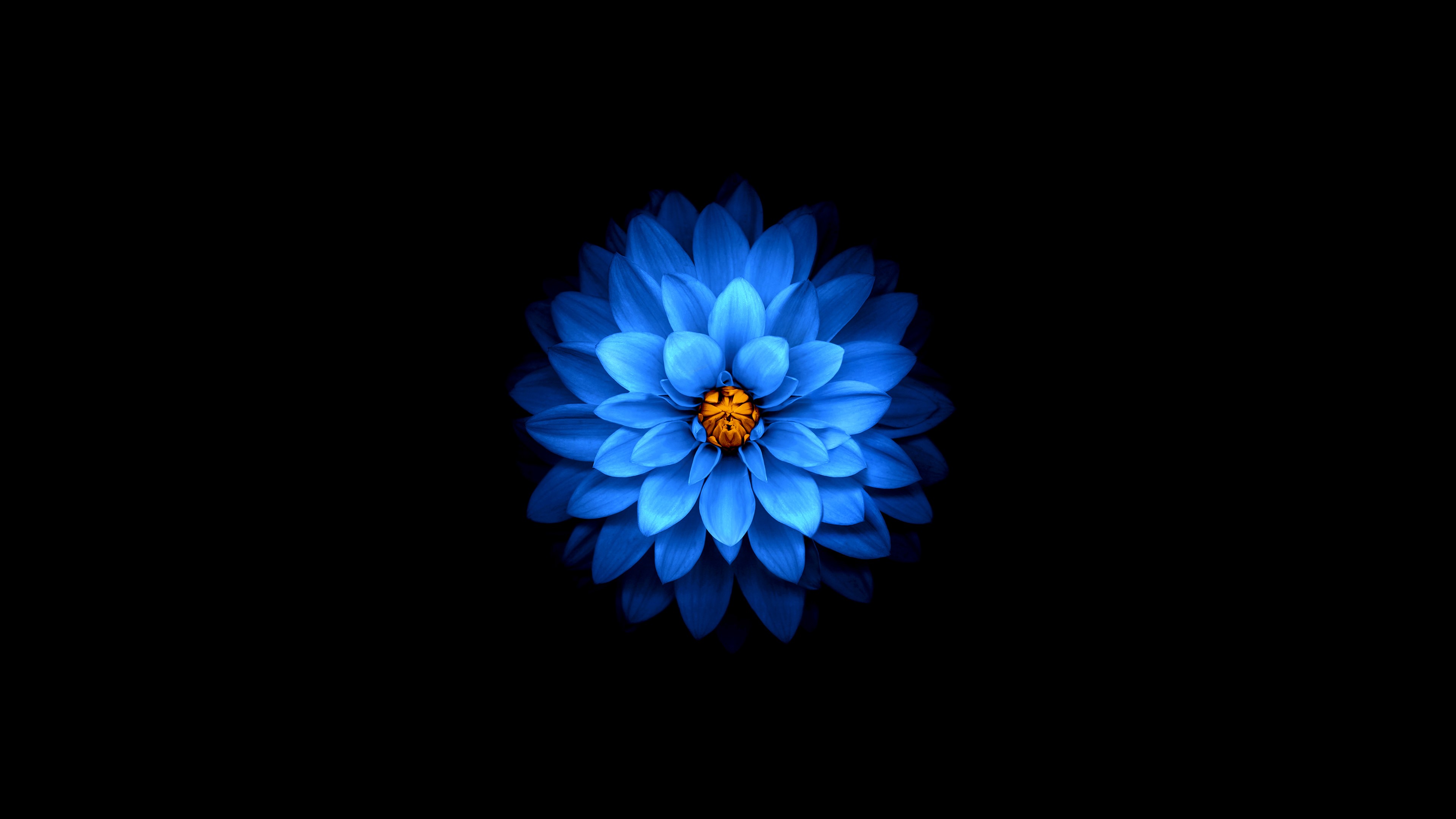 4K, flowers, minimalism, blue, black, petals, dark, HD Wallpaper