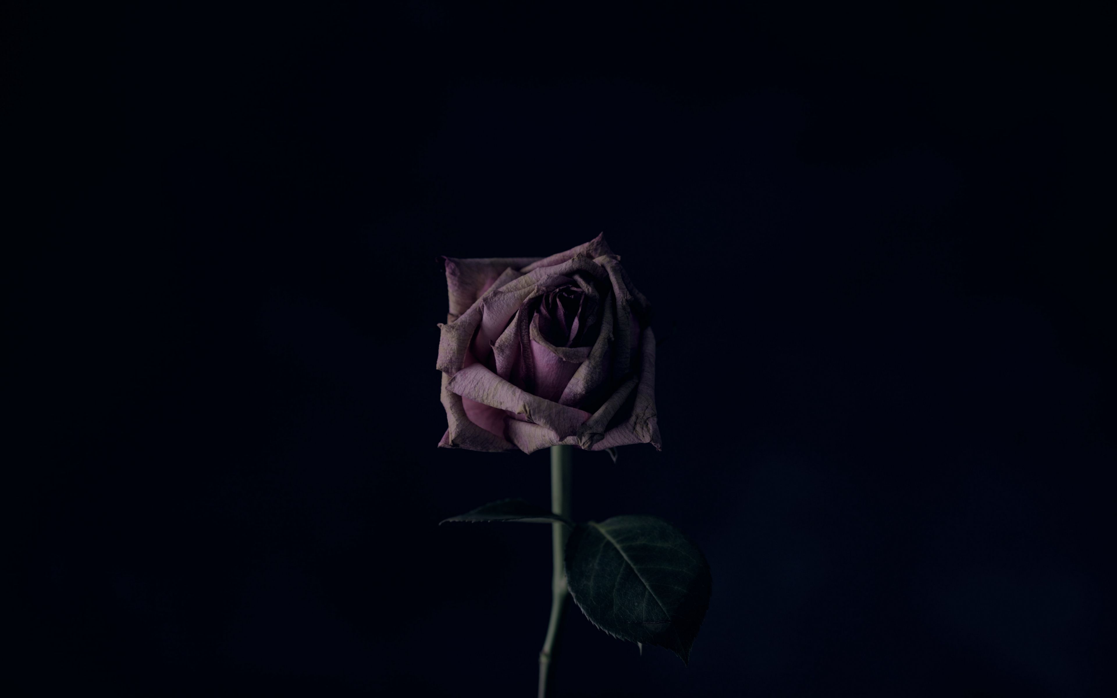 Download wallpaper 3840x2400 rose, flower, black background, bud 4k ultra HD 16:10 HD background