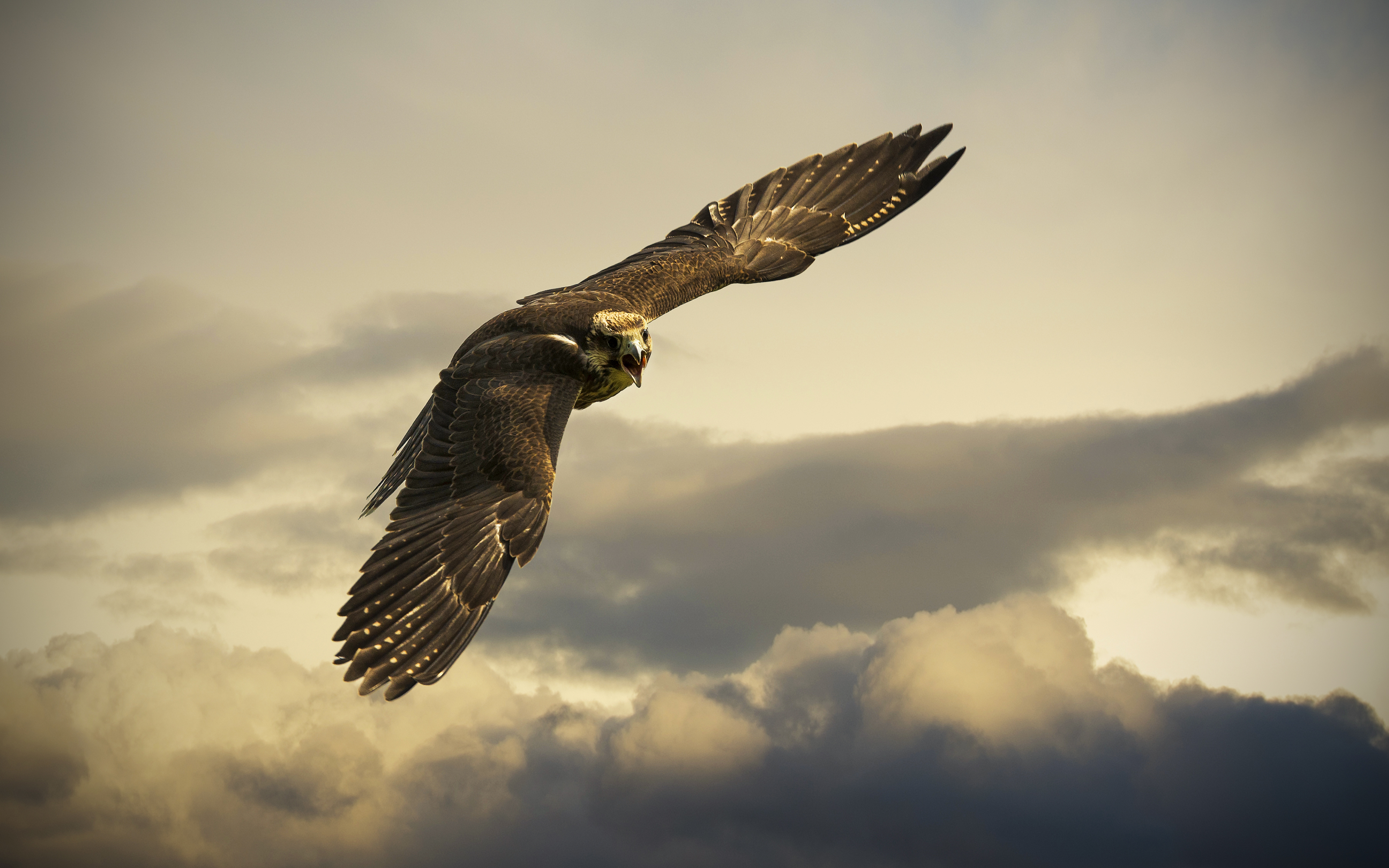 Free Golden Eagle 4K Wallpaper & Desktop HD Background for PC
