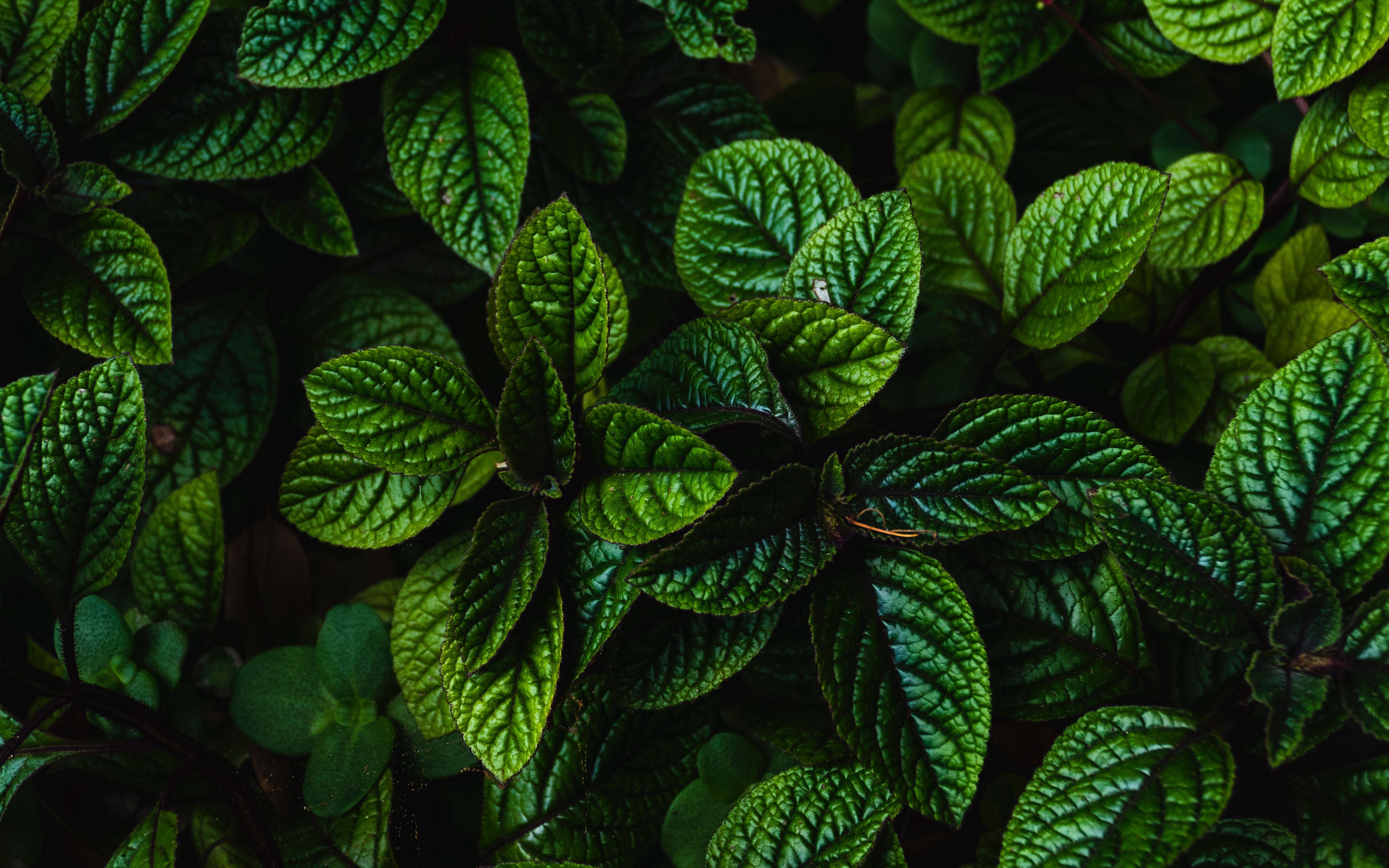 Plant Wallpaper 3840x2400 60182