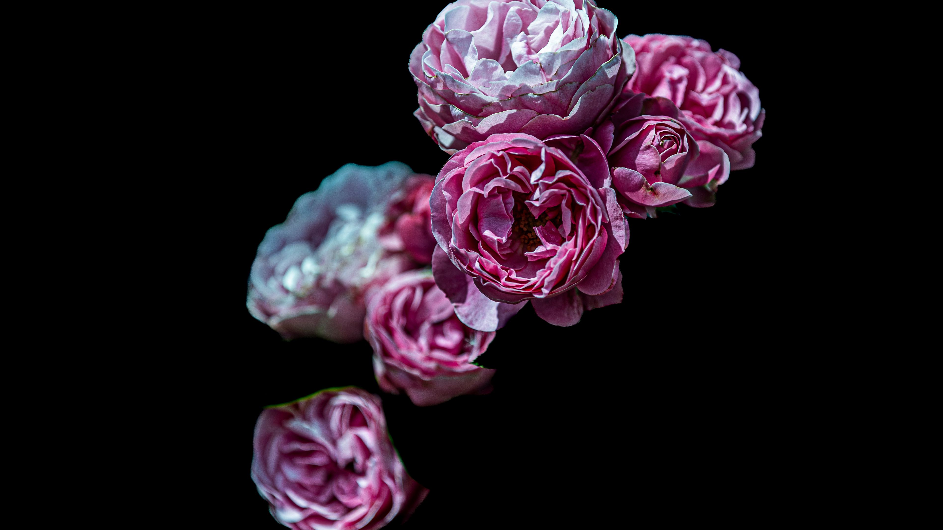 Pink White Roses Flowers Dark Black Background 4K HD Flowers Wallpaper