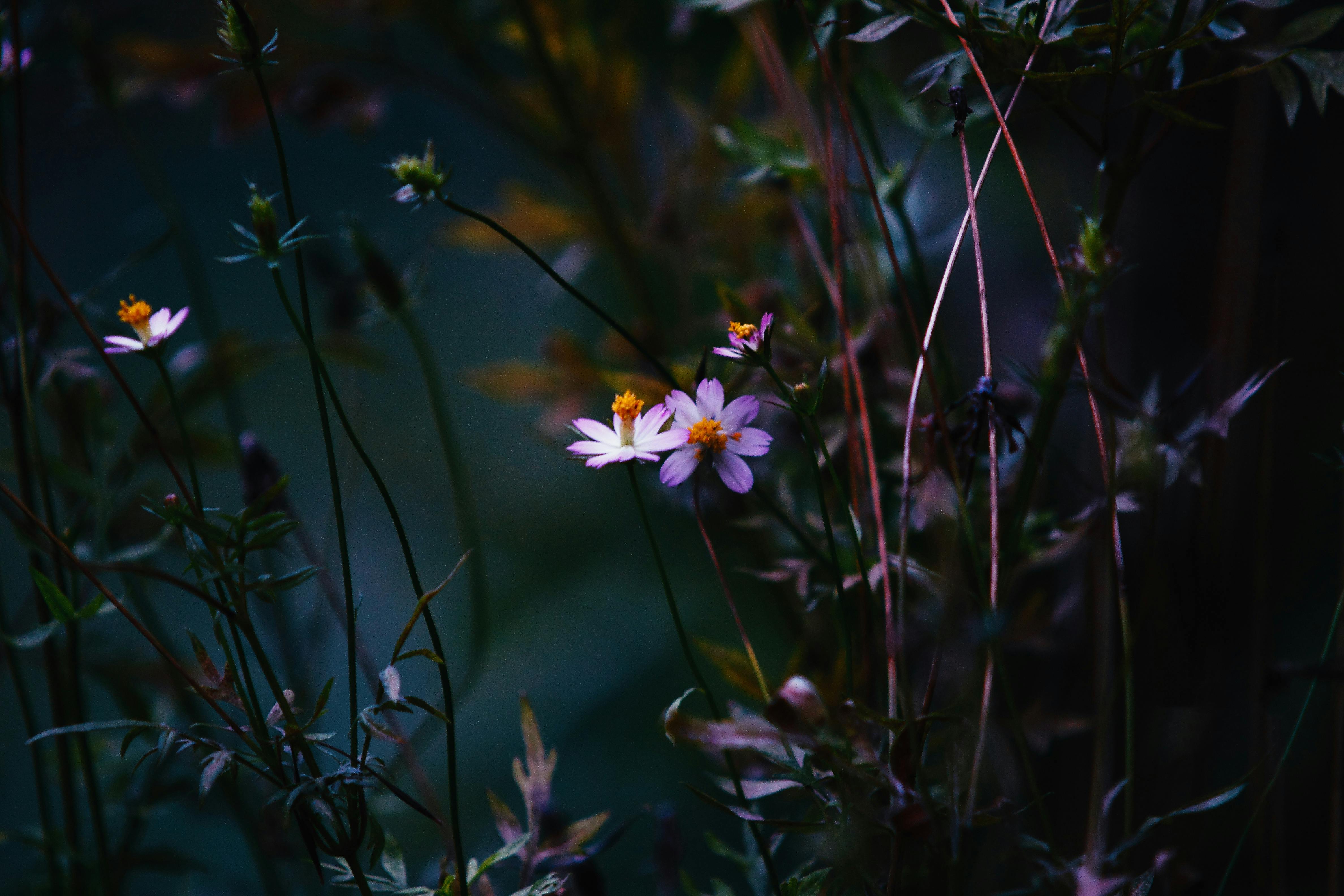 Shallow Focus Photography of White Petal Flower · Free