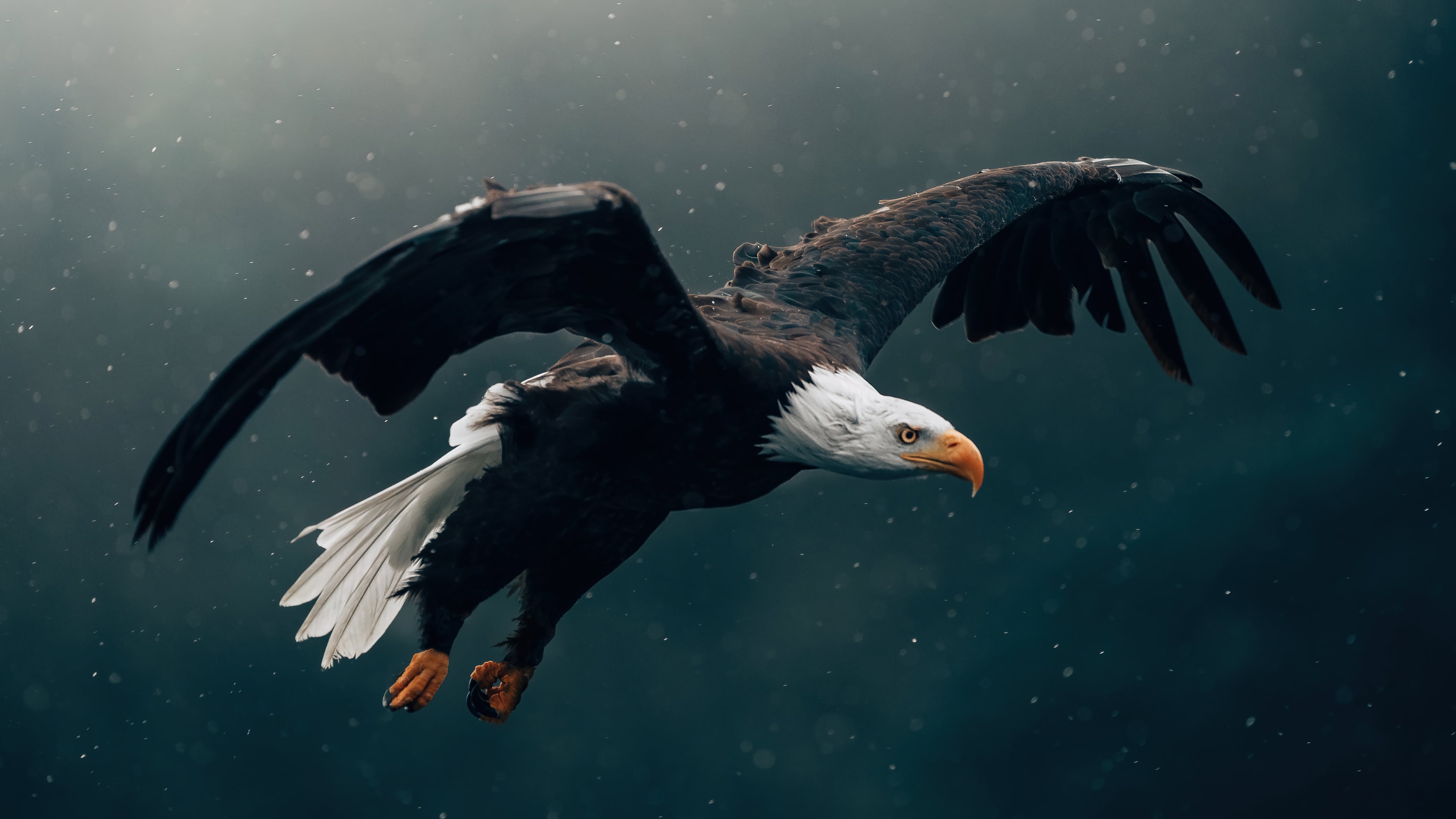Eagle flying Wallpaper 4k for Desktop