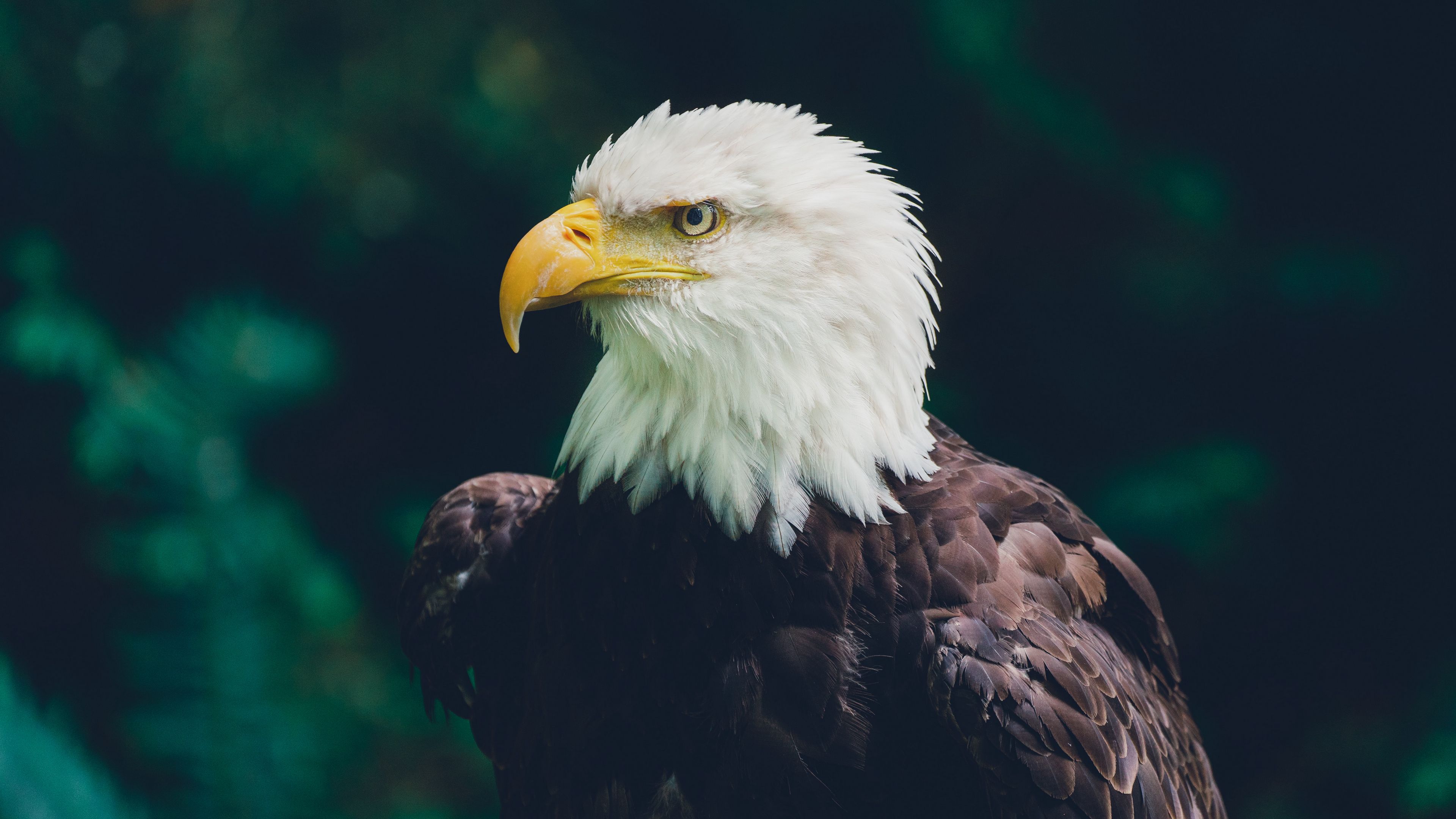 Download wallpaper 3840x2160 eagle, bird, glance, predator, wildlife 4k uhd 16:9 HD background