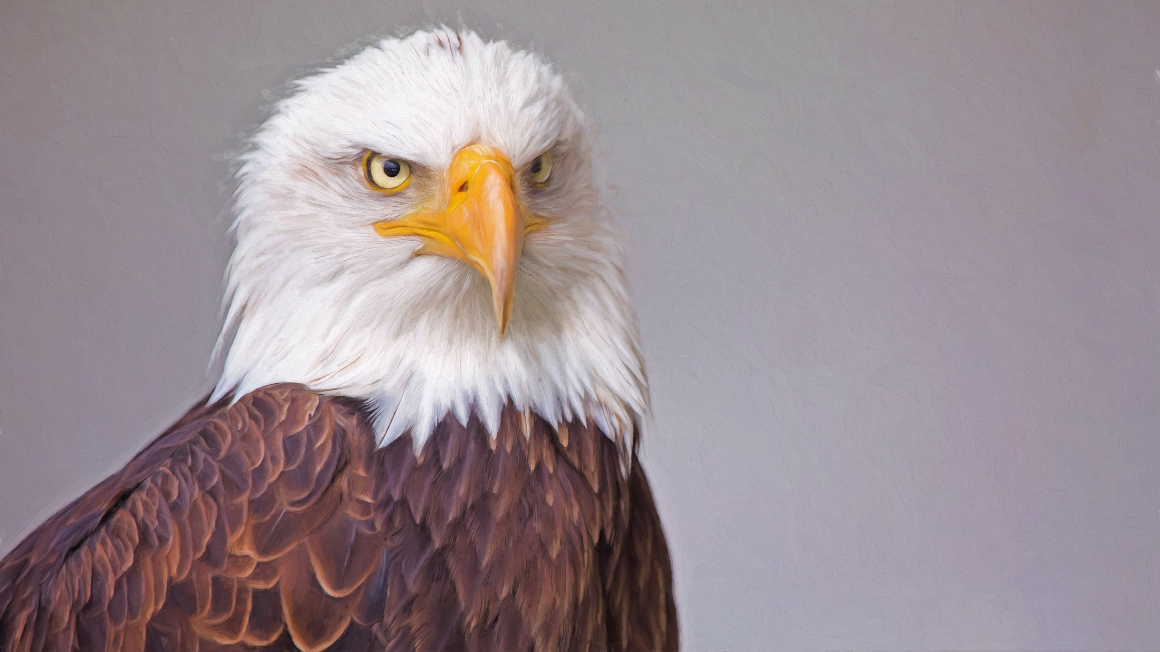 Desktop wallpaper: Eagle, Bald Eagle, Animal, Bird Of Prey, Bird, Birds 4K free download for PC. 402260